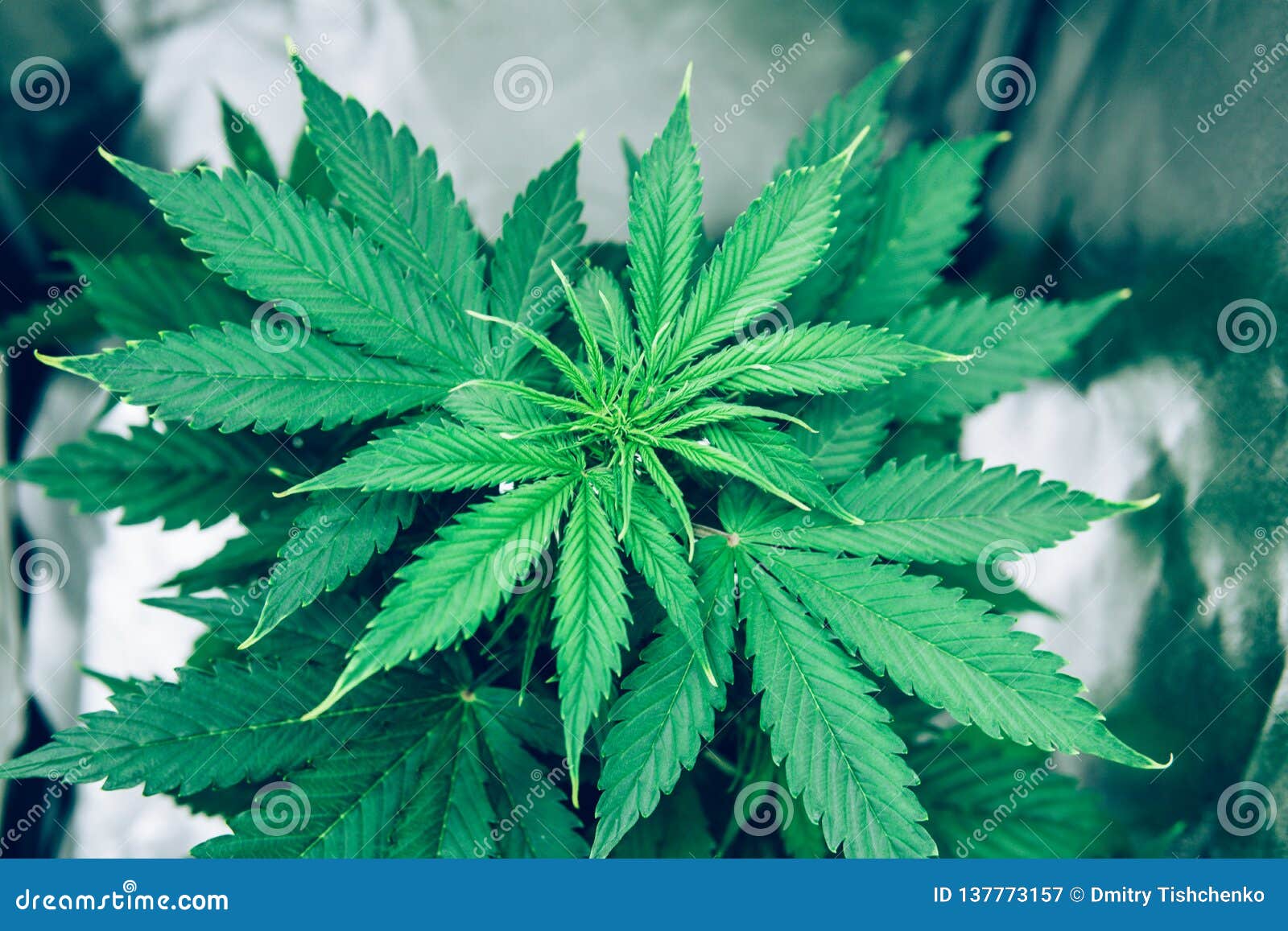 生长大麻的花户内大麻生长操作北极光张力种植大麻库存图片 图片包括有