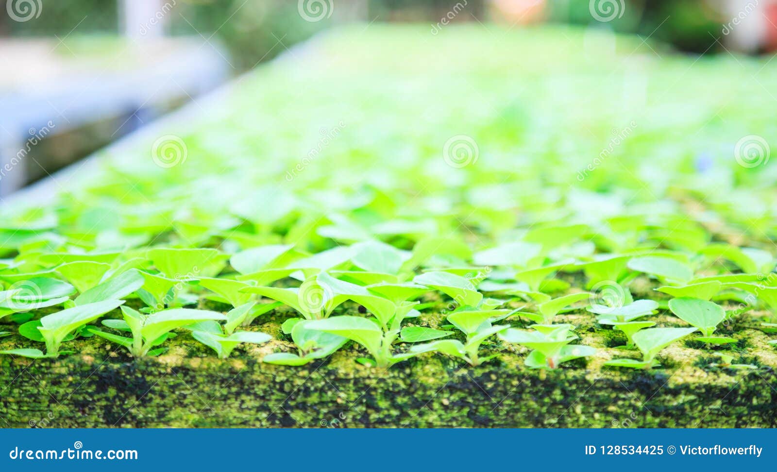 生长绿色植物幼木自工业卧具农业植物托儿所温室 种植园 农场 庭院背景co 库存图片 图片包括有保护 婴孩 128534425