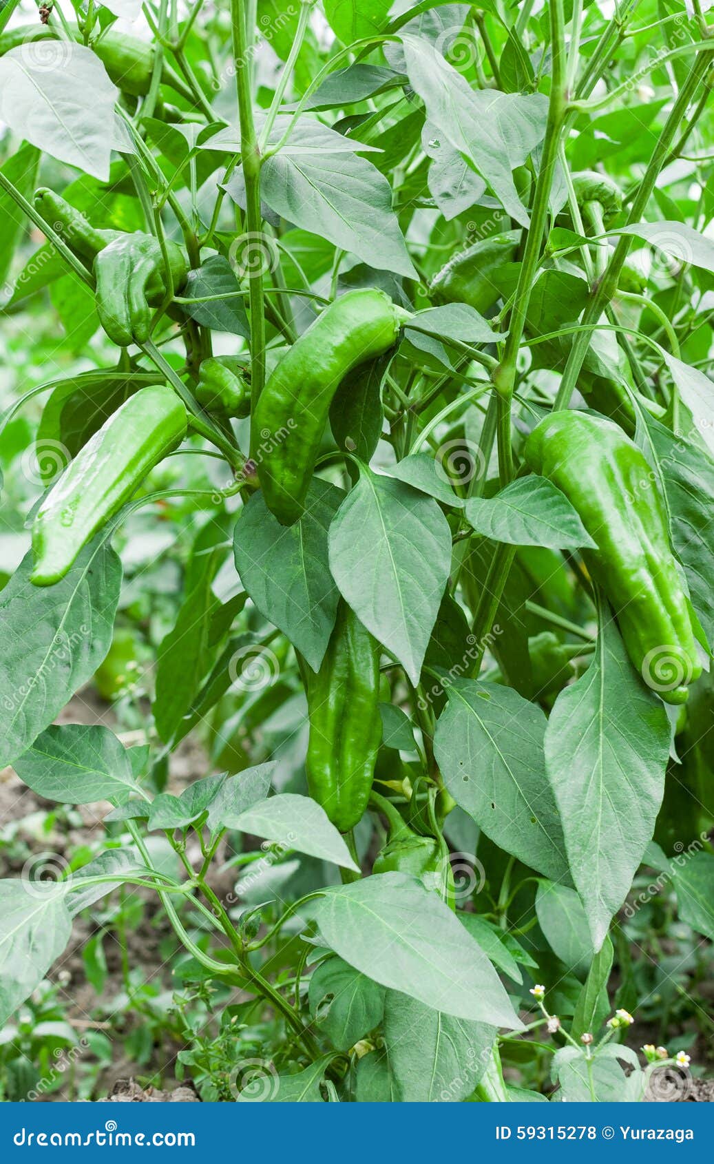 生长青椒植物库存照片 图片包括有 生长青椒植物库存照片 图片包括有