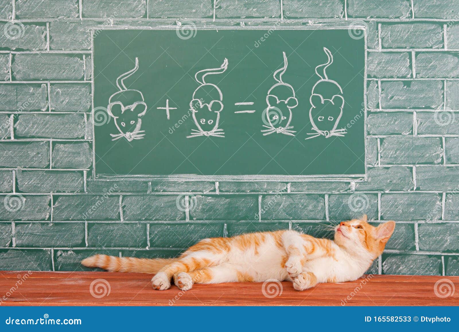 用数学例子研究狩猎科学的红猫教育理念库存图片 图片包括有选件类 阿卡迪亚 代数 敌意 笑话