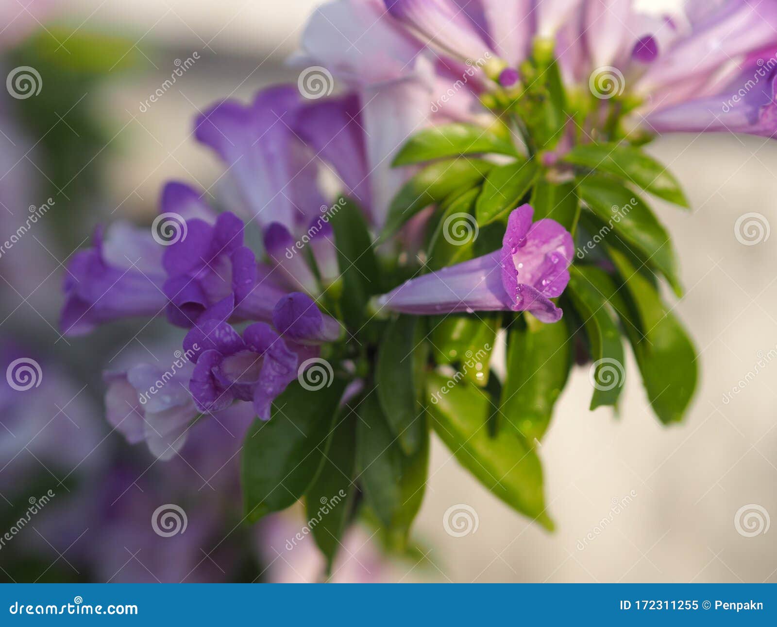 用美丽花 紫色自然背景种植木本攀爬藤的蒜苗库存图片 图片包括有用美丽花 紫色自然背景种植木本攀爬藤的蒜苗