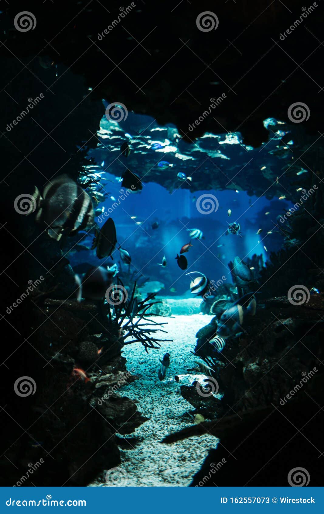 用鱼和珊瑚 完美的垂直壁纸 水下海洋生物垂直拍摄库存图片 图片包括有用鱼和珊瑚 水下海洋生物垂直拍摄