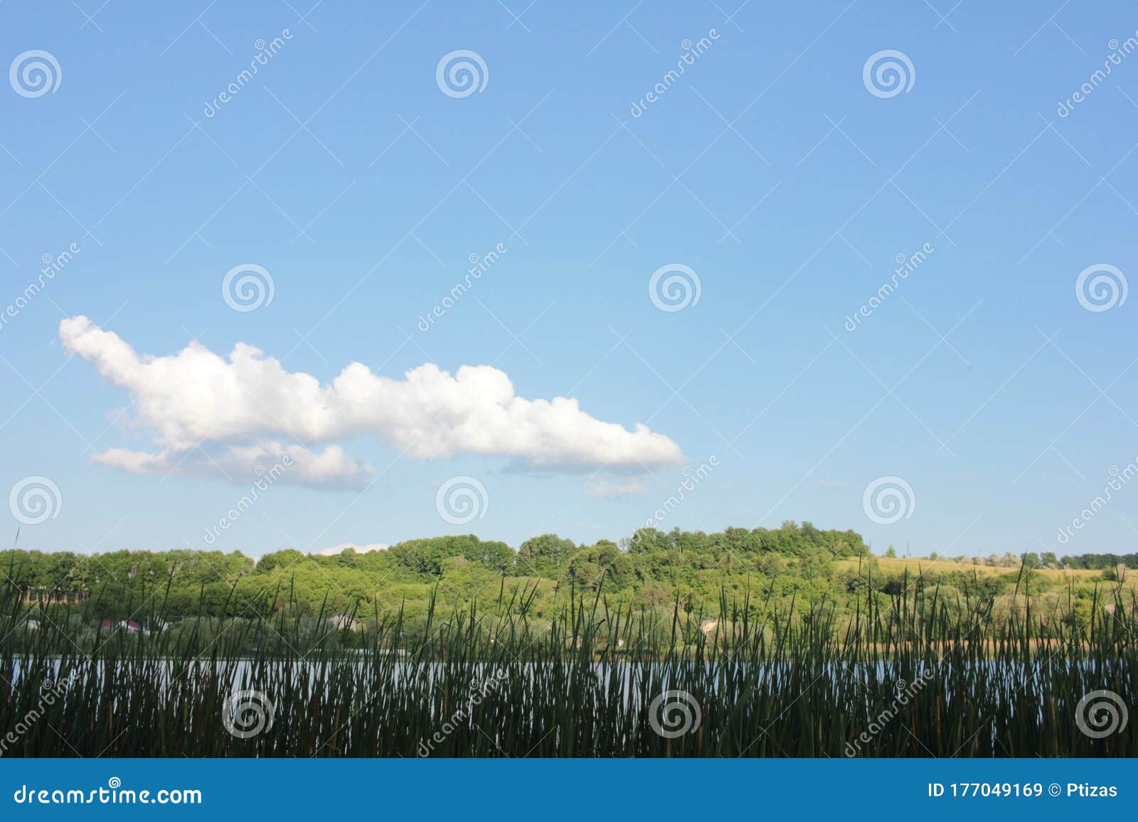 田园诗般的春夏风景 河流 绿色芦苇 树木 蓝天和白云库存图片 图片包括有田园诗般的春夏风景 河流 绿色芦苇 树木 蓝天和白云