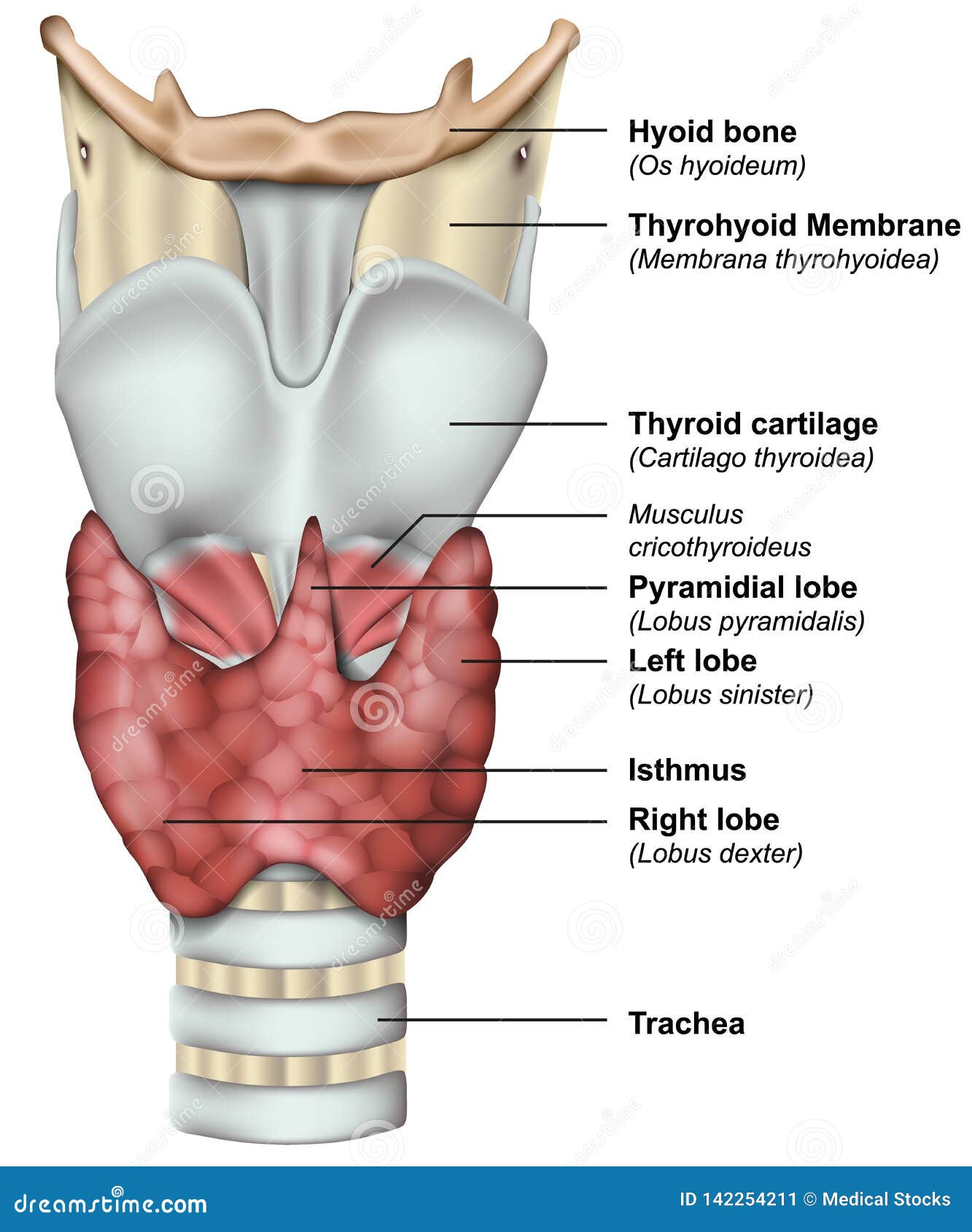 甲状腺医疗3d例证的解剖学库存例证 插画包括有软骨 教育 图象 例证 骨头的 培训 爱好健美者 甲状腺医疗3d例证的解剖学库存例证 插画包括有软骨 教育 图象 例证 骨头的 培训 爱好健美者