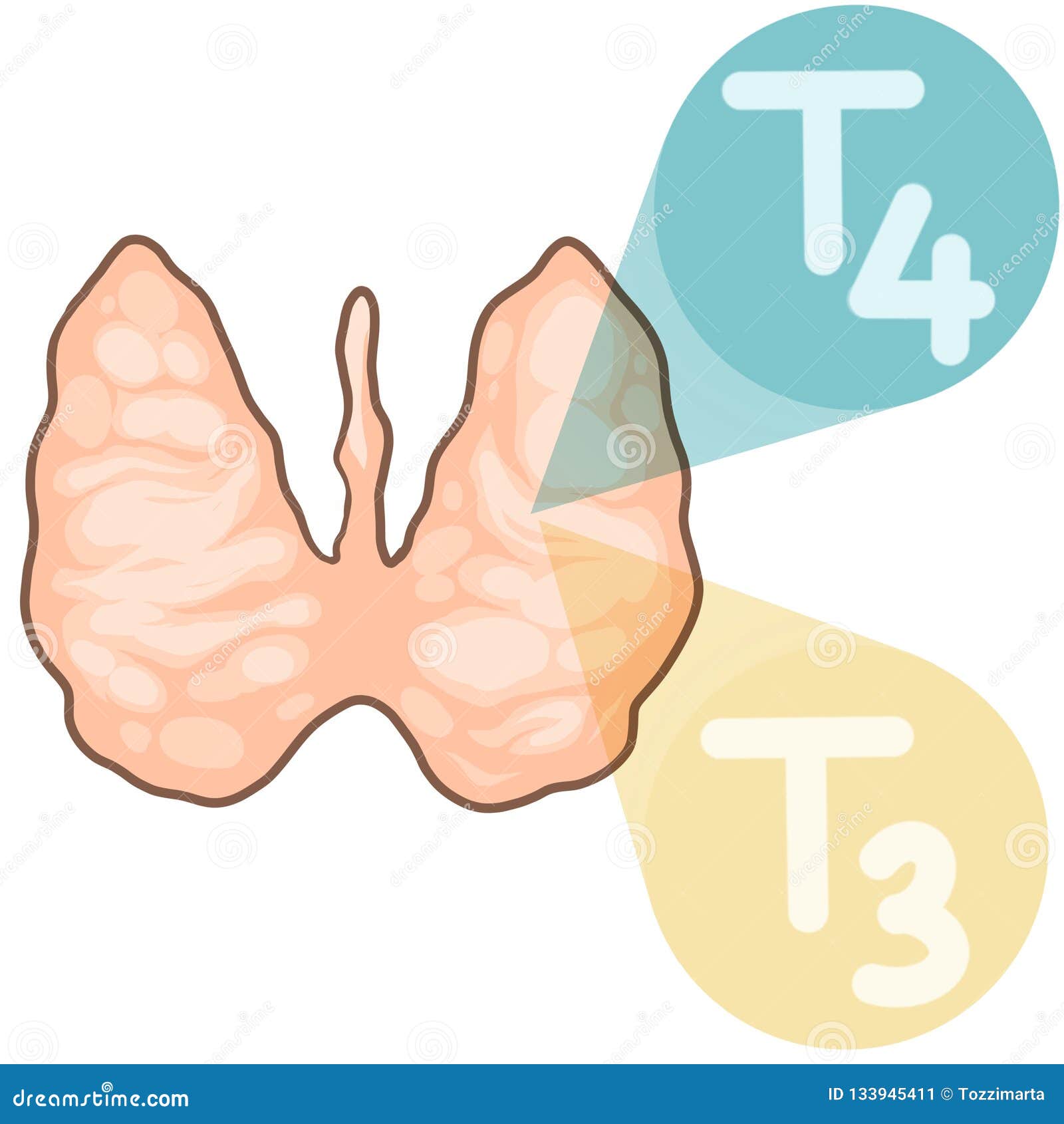甲状腺激素和生理库存图片 插画包括有甲状腺激素和生理 甲状腺激素和生理库存图片 插画包括有甲状腺激素和生理