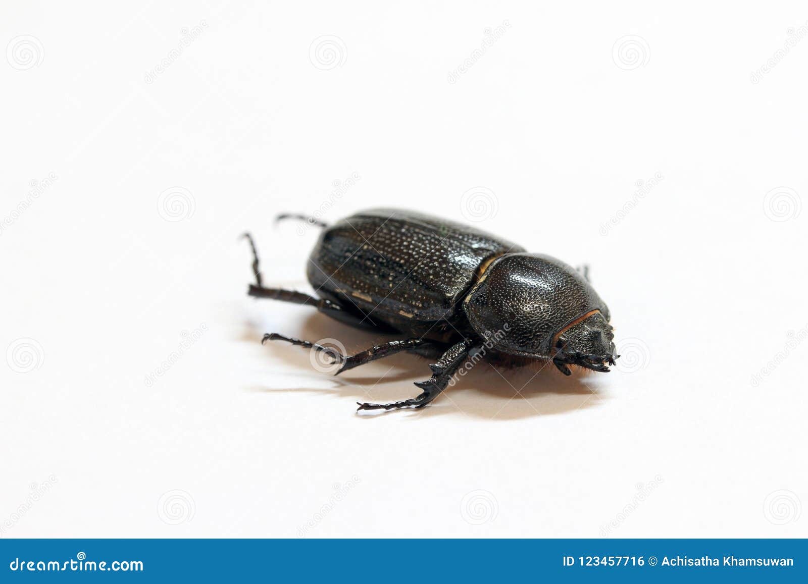 甲虫在白色地板上的昆虫谎言它是最大的昆虫库存照片 图片包括有