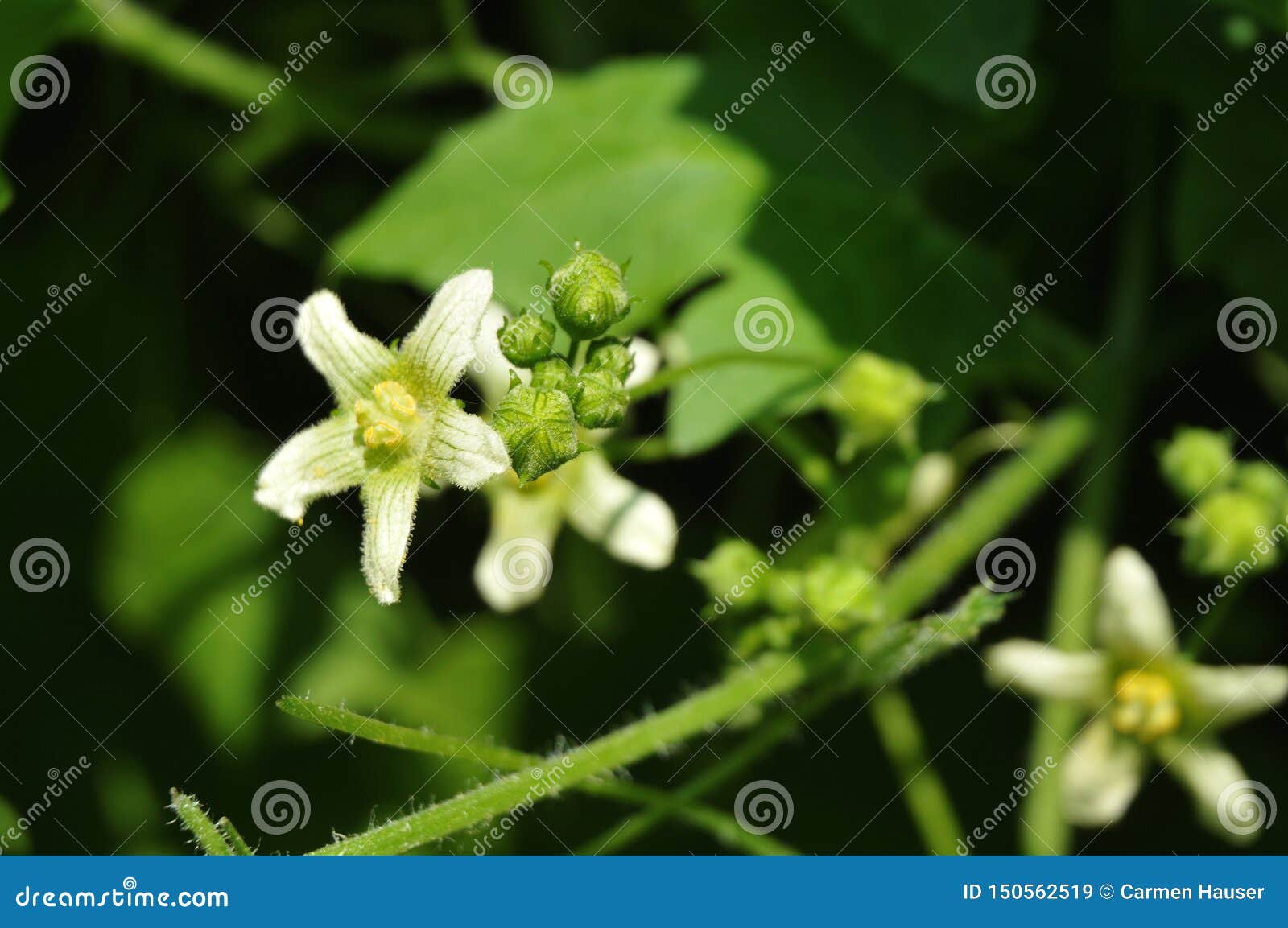 男性花和葫芦科蔓草植物的闭合的芽库存图片 图片包括有园艺 登山人 宏指令 本质 夏天 芒德拉克 男性花和葫芦科蔓草植物的闭合的芽库存图片 图片包括有园艺 登山人 宏指令 本质 夏天 芒德拉克
