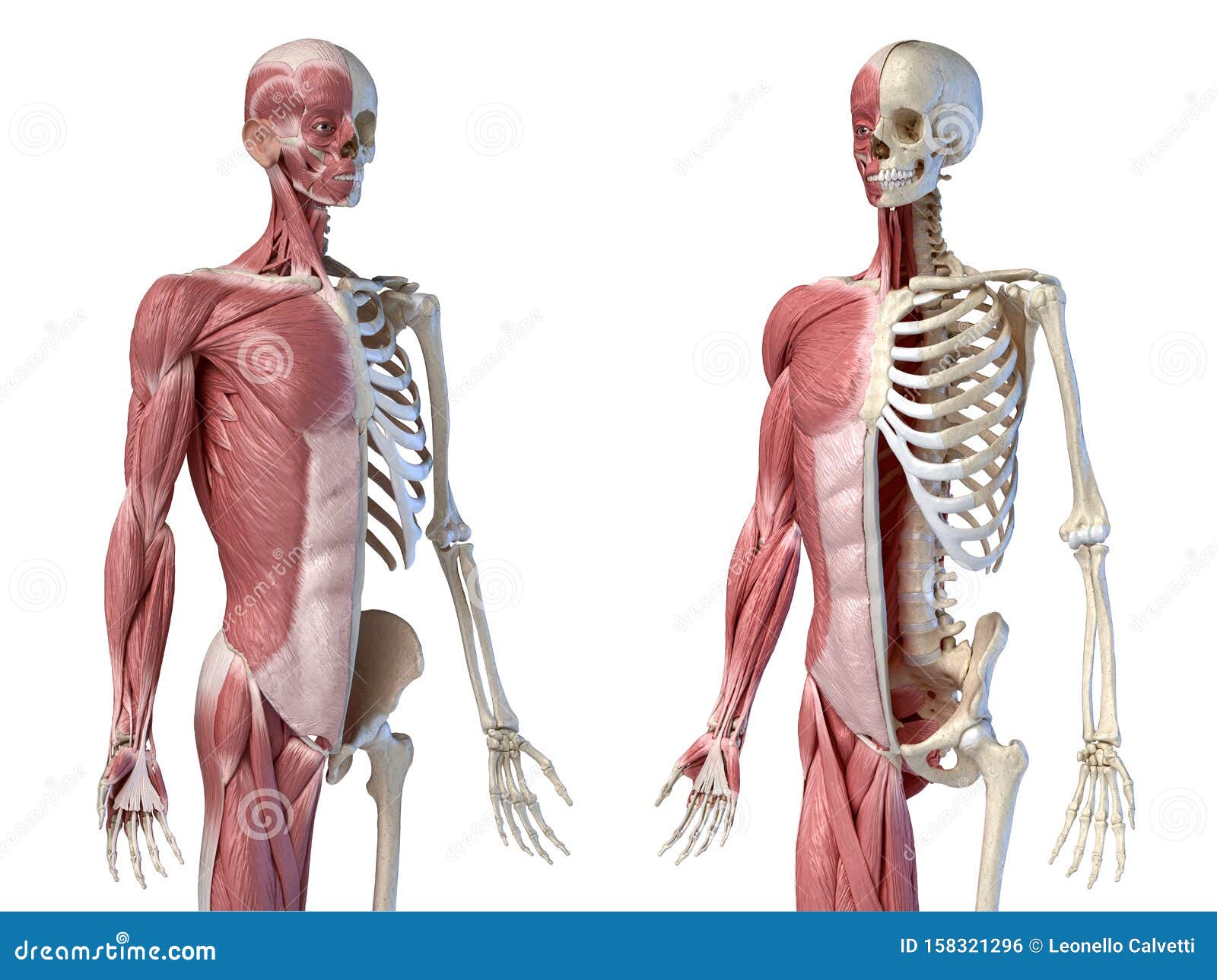 男性解剖学 3 4的肌肉和骨骼系统 两种正面视角库存例证 插画包括有