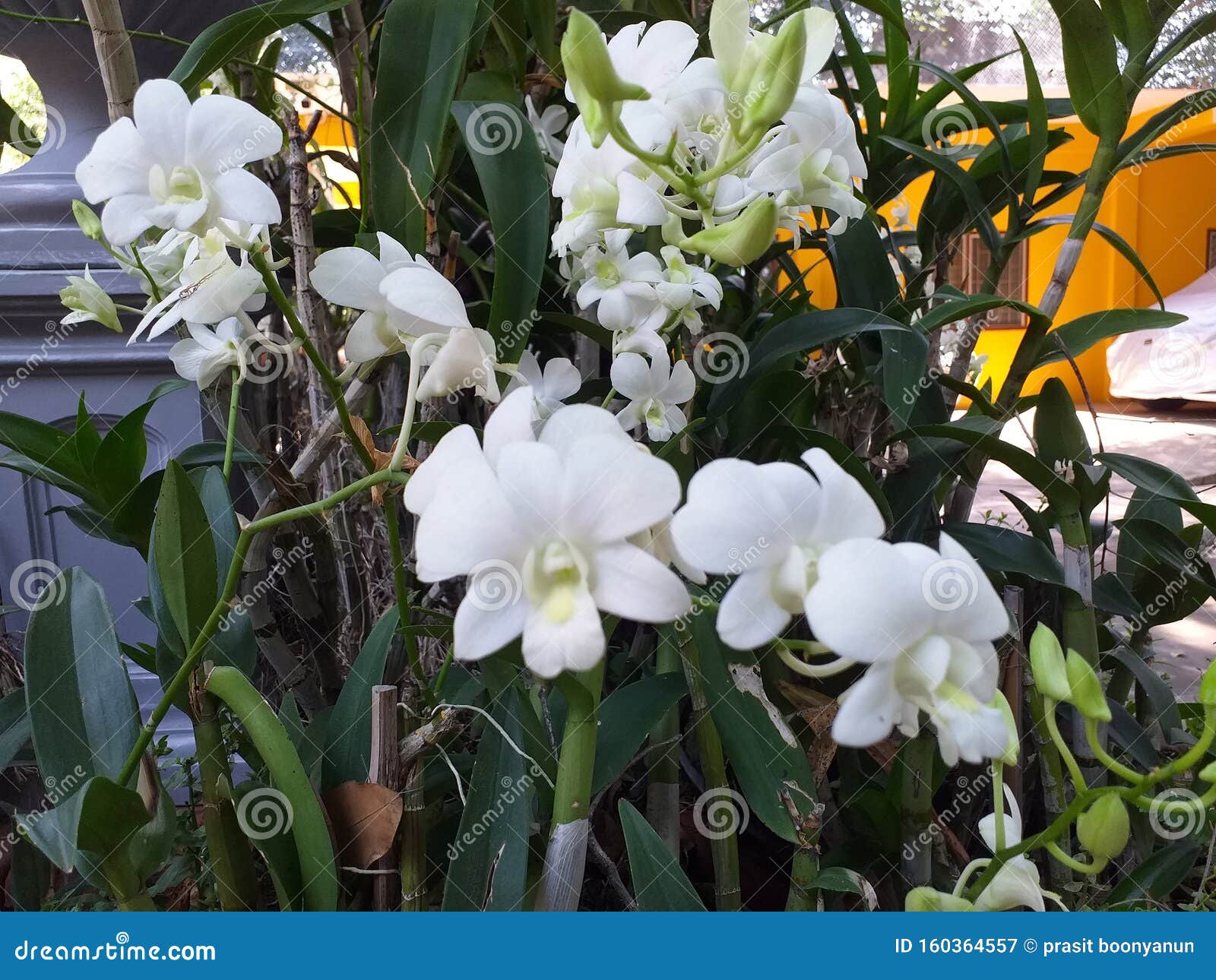 White Orchids 库存图片 图片包括有泰国 兰花 庭院 热带 空白