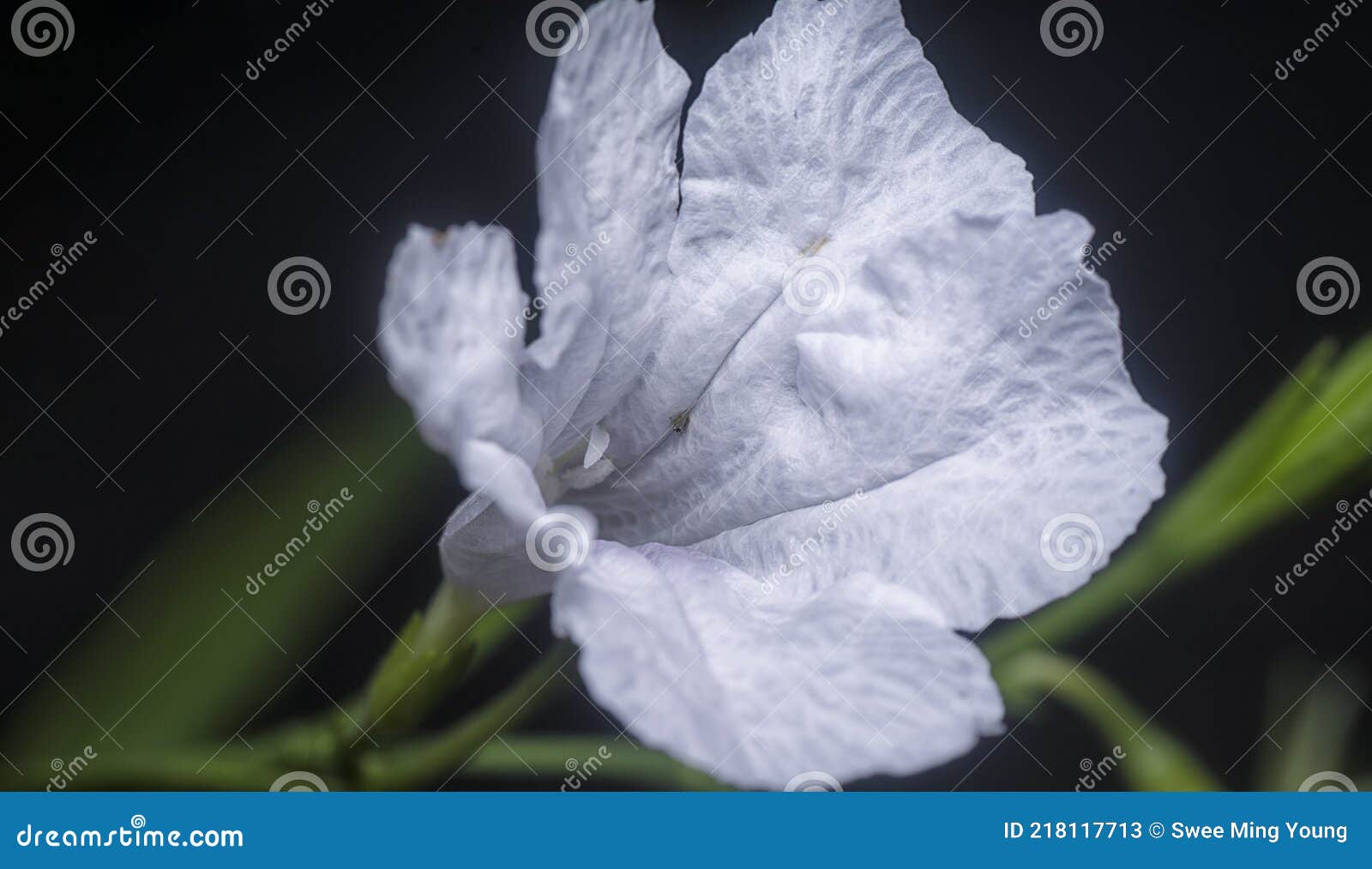 白半夏花的近照库存图片 图片包括有季节 秋天 逗人喜爱 花卉 生气勃勃 叶子 玻色子