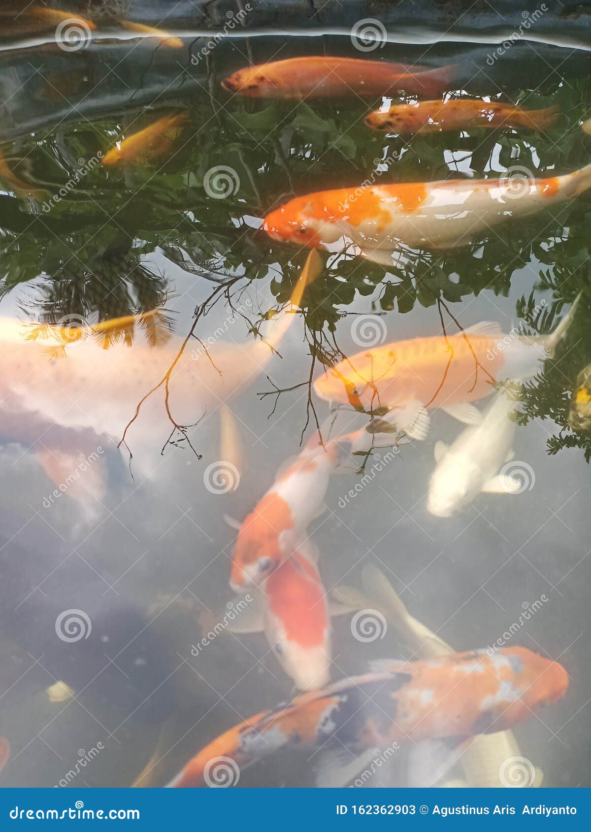 白天池塘金鱼栖息地库存图片 图片包括有花梢 横向 橙色 水生 户外 有机 生活 背包