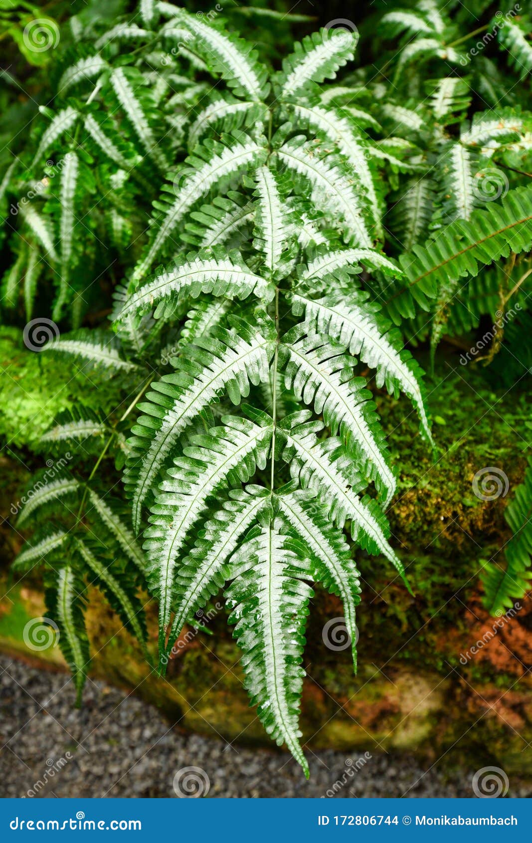 白斑蕨科银花蕨植物枝库存照片 图片包括有室外 亚热带 环境 增长 森林 异乎寻常 荆棘多 白斑蕨科银花蕨植物枝库存照片 图片包括有室外 亚热带 环境 增长 森林 异乎寻常 荆棘多