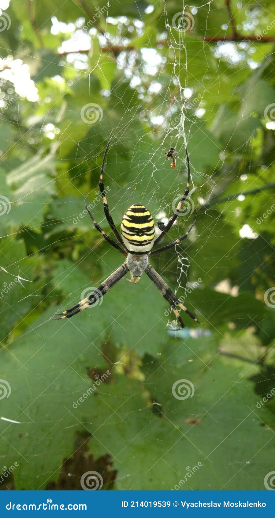 白杨argiope Bruennichi的蜘蛛关闭 库存图片 图片包括有白杨木 食肉动物 昆虫 白杨argiope Bruennichi的蜘蛛关闭 库存图片 图片包括有白杨木 食肉动物 昆虫