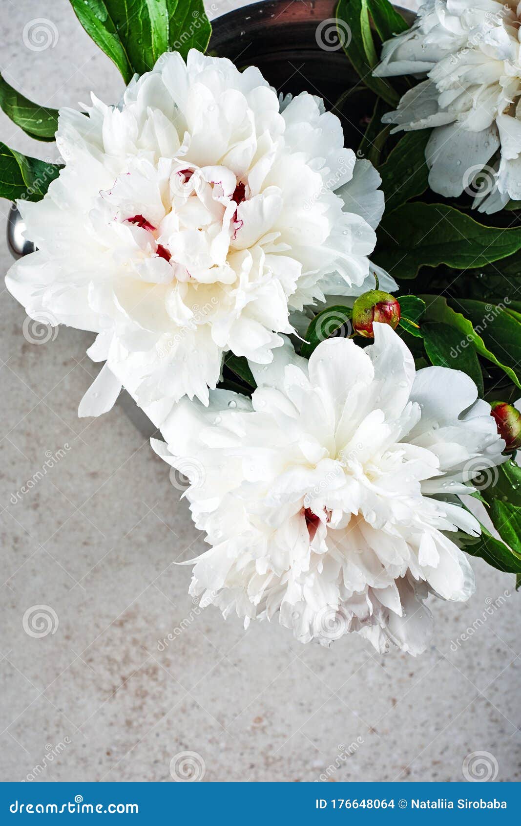 白牡丹花库存照片 图片包括有淡色 牡丹 春天 夏天 浪漫 开花的 奶油 灰色 题头