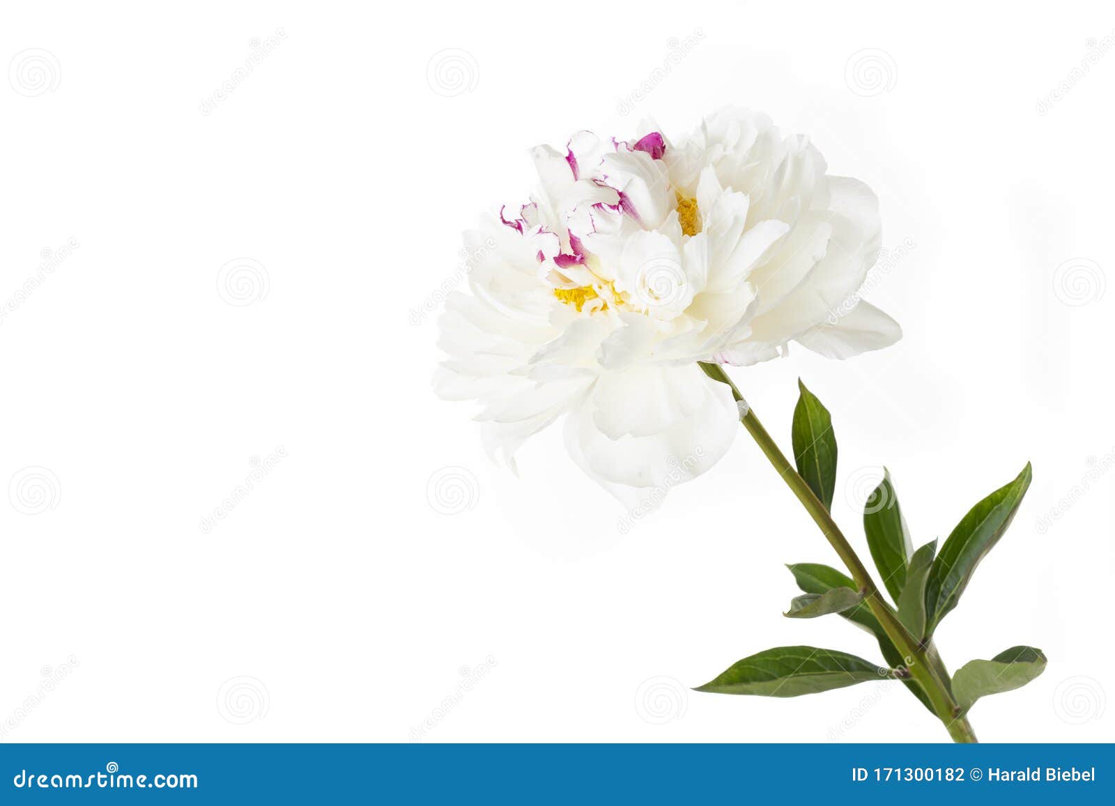 白牡丹花库存照片 图片包括有纵向 粉红色 本质 季节 唯一 没人 新鲜 红色 花卉