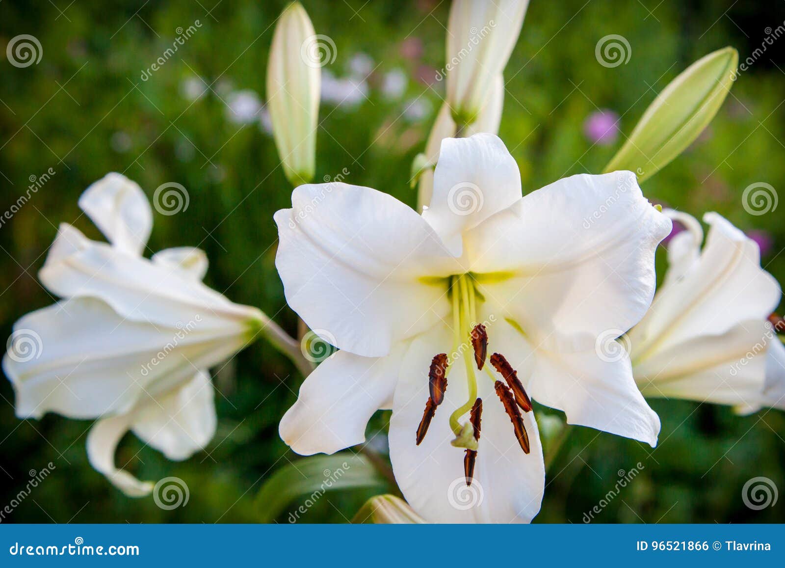 白百合花关闭在庭院里库存照片 图片包括有百合 橙色 花瓣 新鲜 花卉 绽放 装饰 聚会所 白百合花关闭在庭院里库存照片 图片包括有百合 橙色 花瓣 新鲜 花卉 绽放 装饰 聚会所