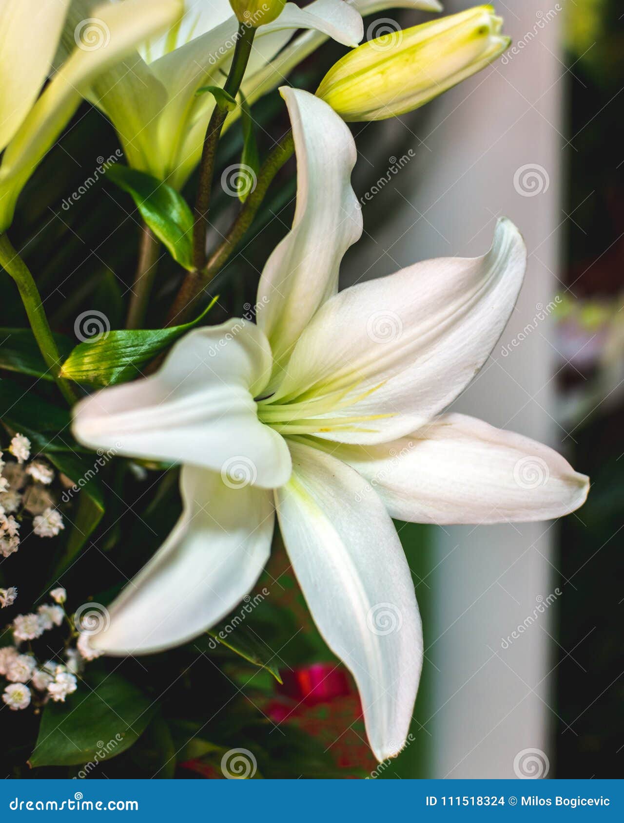 75 白百合花 最高の花の画像 75 白百合花 最高の花の画像