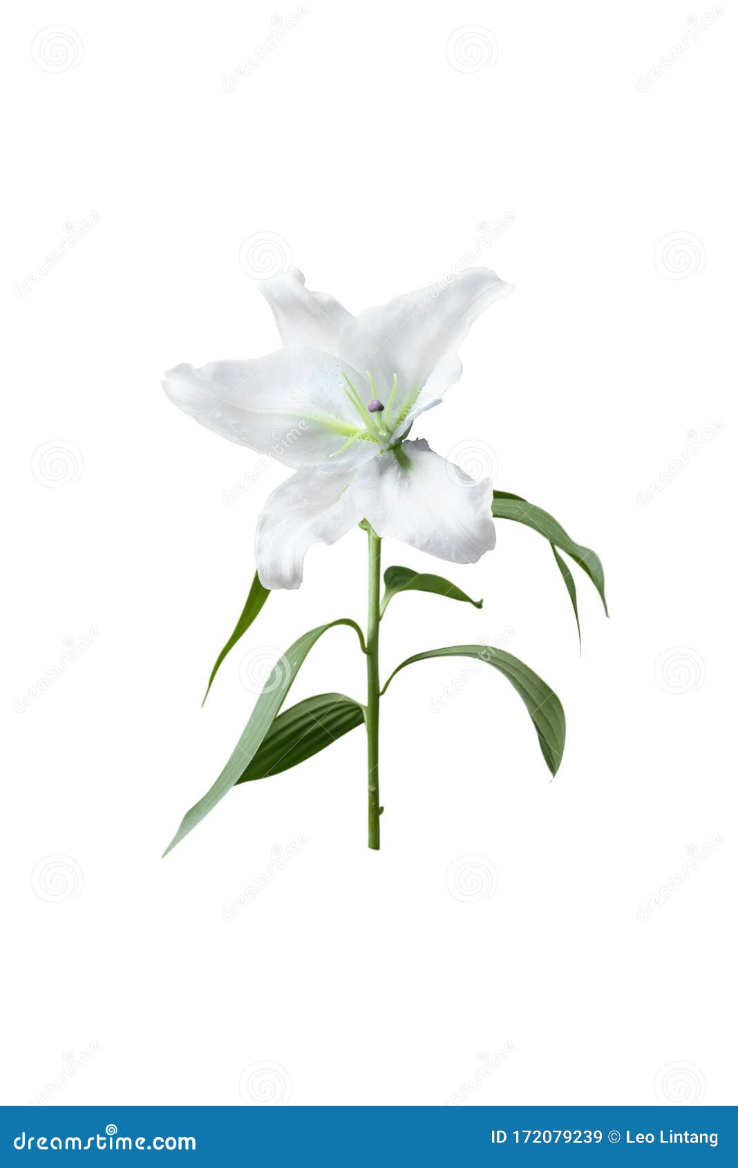 白百合花库存图片 图片包括有唯一 花卉 特写镜头 本质 新鲜 高雅 详细资料 绿色 白百合花库存图片 图片包括有唯一 花卉 特写镜头 本质 新鲜 高雅 详细资料 绿色