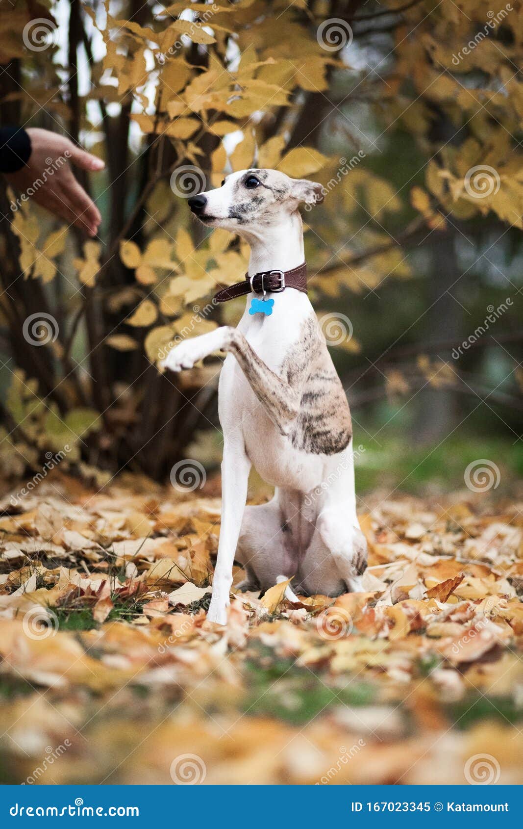 白米色虎犬whippet的爪子库存图片 图片包括有可爱 哺乳动物 令人愉快 敌意 毛茸 白米色虎犬whippet的爪子库存图片 图片包括有可爱 哺乳动物 令人愉快 敌意 毛茸