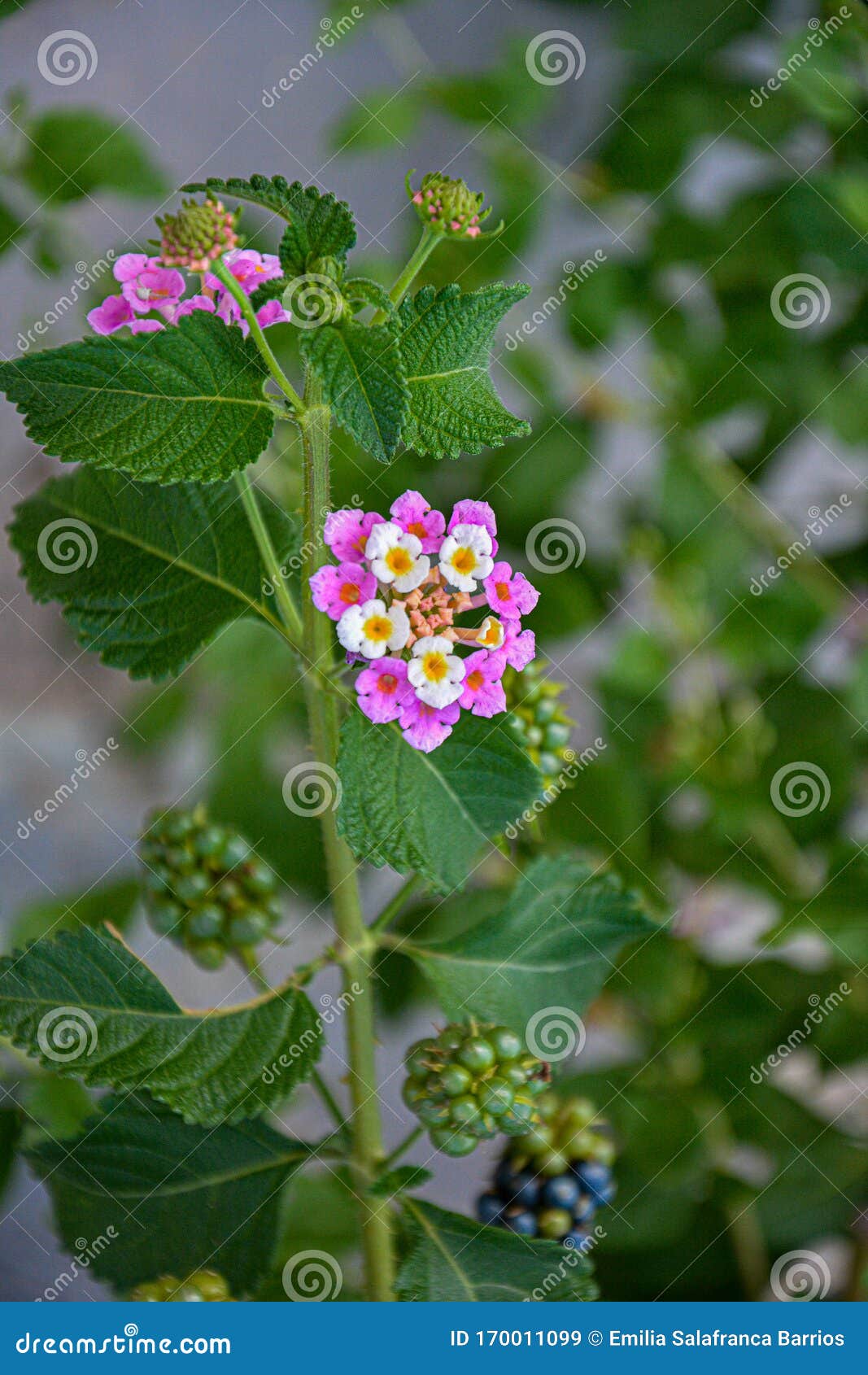 白粉黑莓树莓花库存图片 图片包括有黑鹂 桑树 文本 空白 被烙记的 氧化剂 人类学