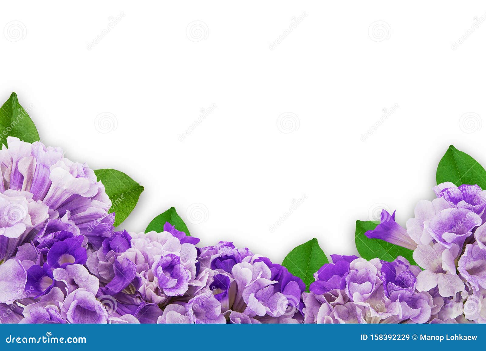 白背景上带剪路的叶框粉紫花蒜藤库存图片 图片包括有 白背景上带剪路的叶框粉紫花蒜藤库存图片 图片包括有
