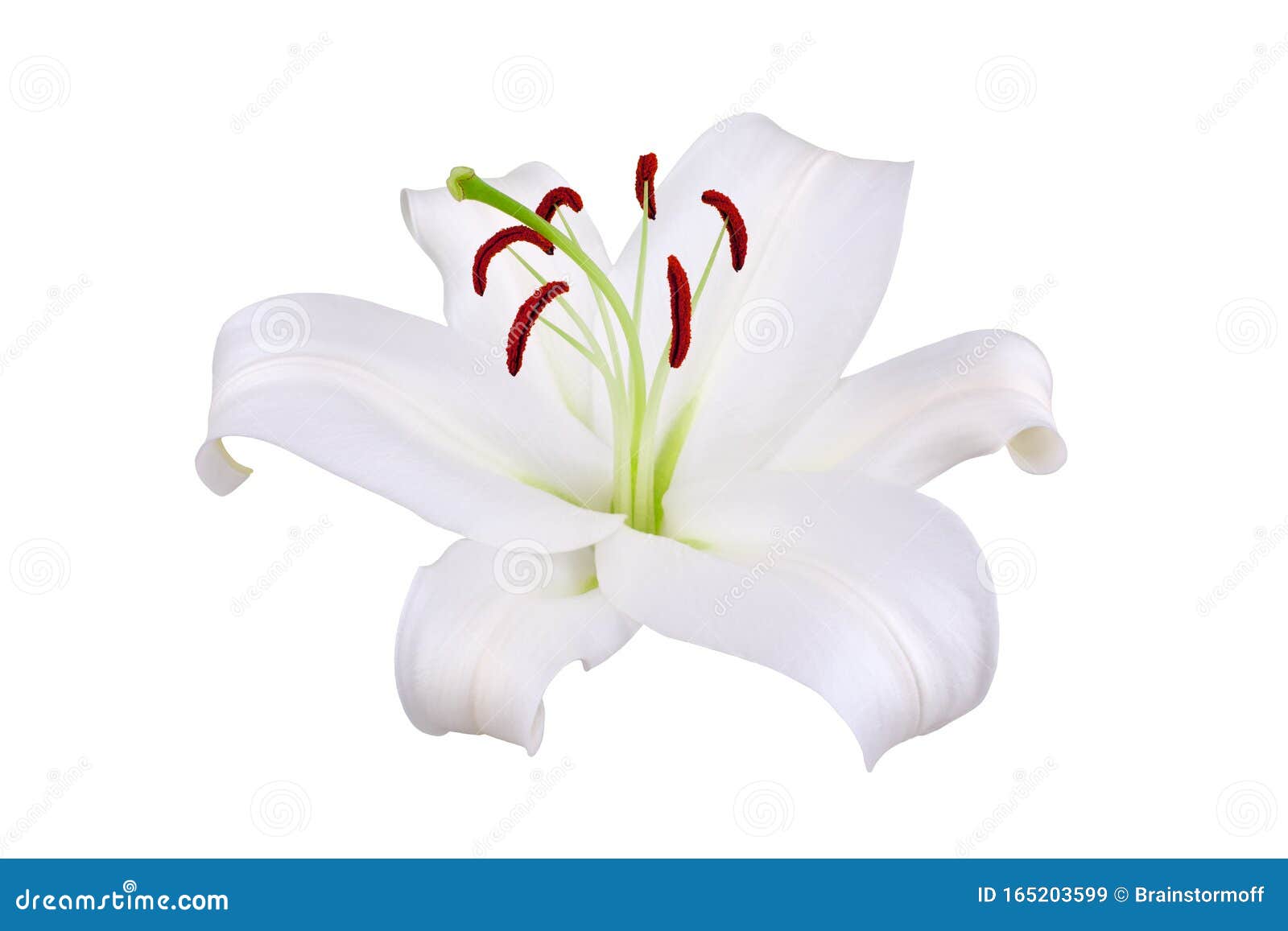 白背景上红色雄蕊花粉的白色百合大花特写单美丽的莉莉大花库存图片 图片包括有设计 特写镜头 白背景上红色雄蕊花粉的白色百合大花特写单美丽的莉莉大花库存图片 图片包括有设计 特写镜头