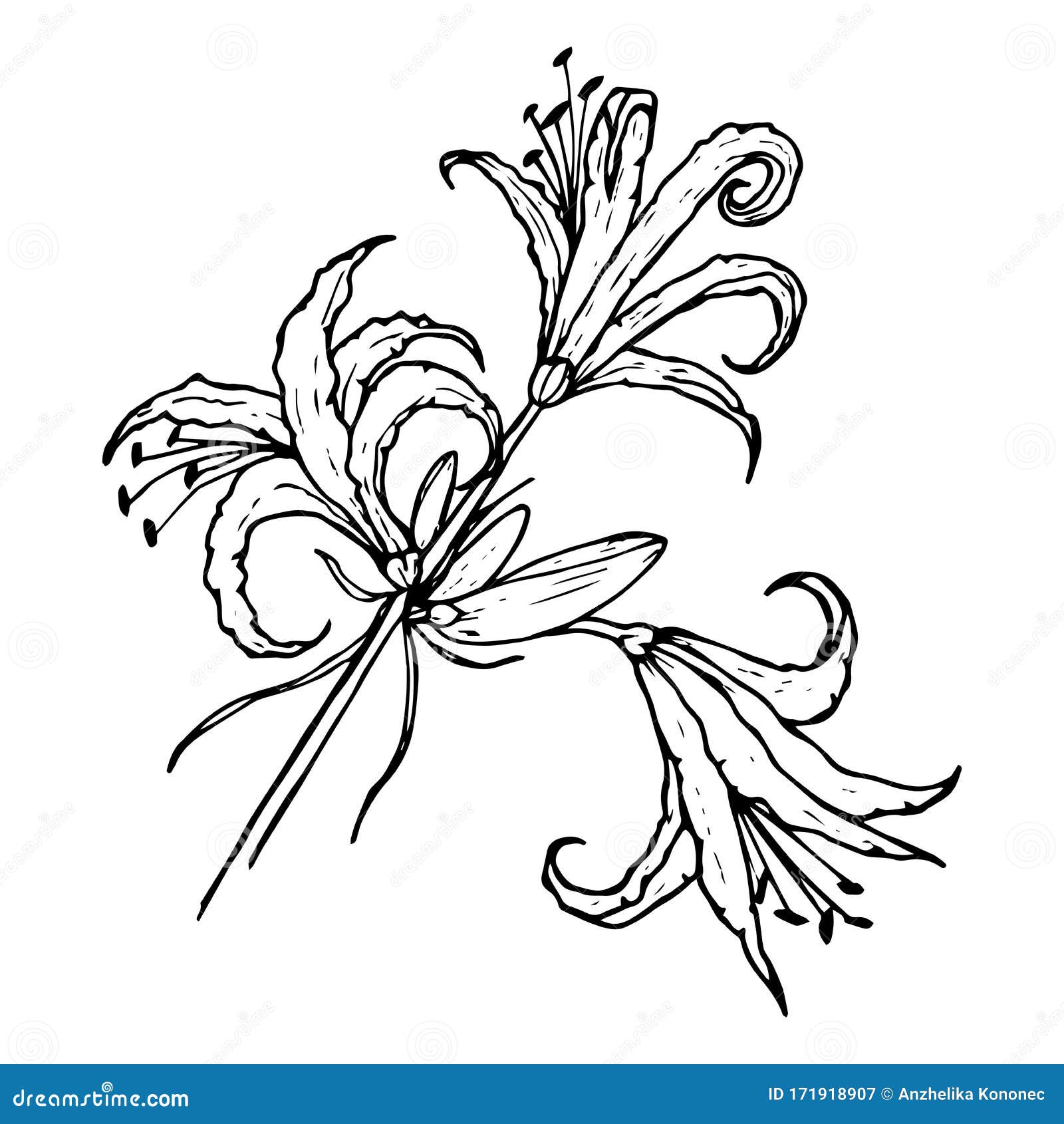 白背景上隔离的花 蜘蛛百合 等高黑线图 用于设计和装饰库存例证 插画包括有图画 图象 白背景上隔离的花 蜘蛛百合 等高黑线图 用于设计和装饰库存例证 插画包括有图画 图象