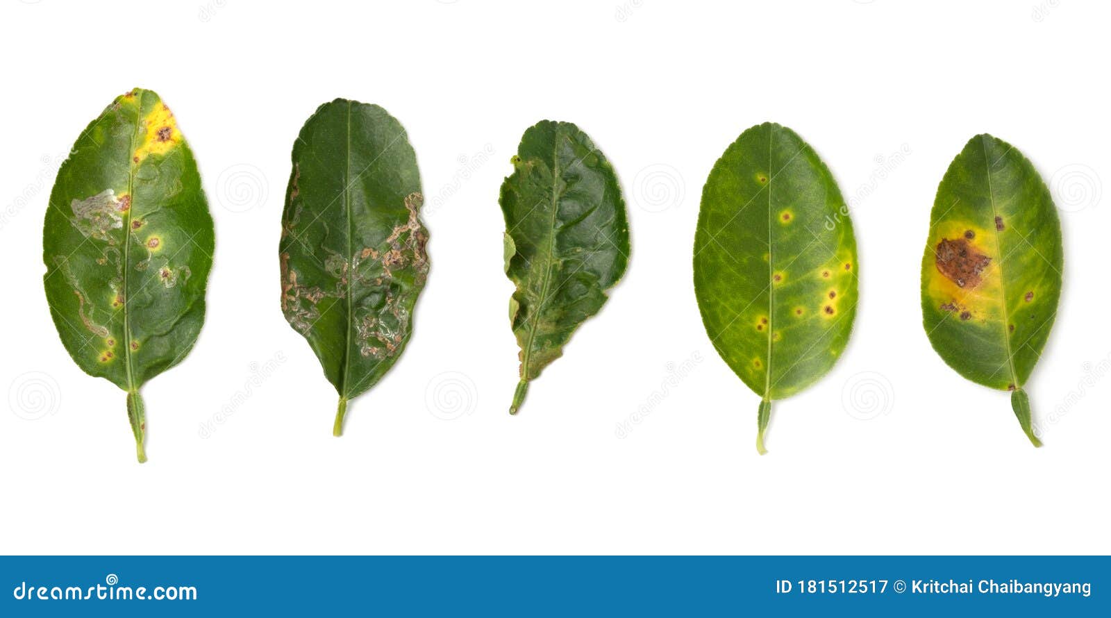 白背景下的植物病害 采叶机 柑橘溃疡病和蓟马的石灰叶损伤库存图片 图片包括有疾病 问题的