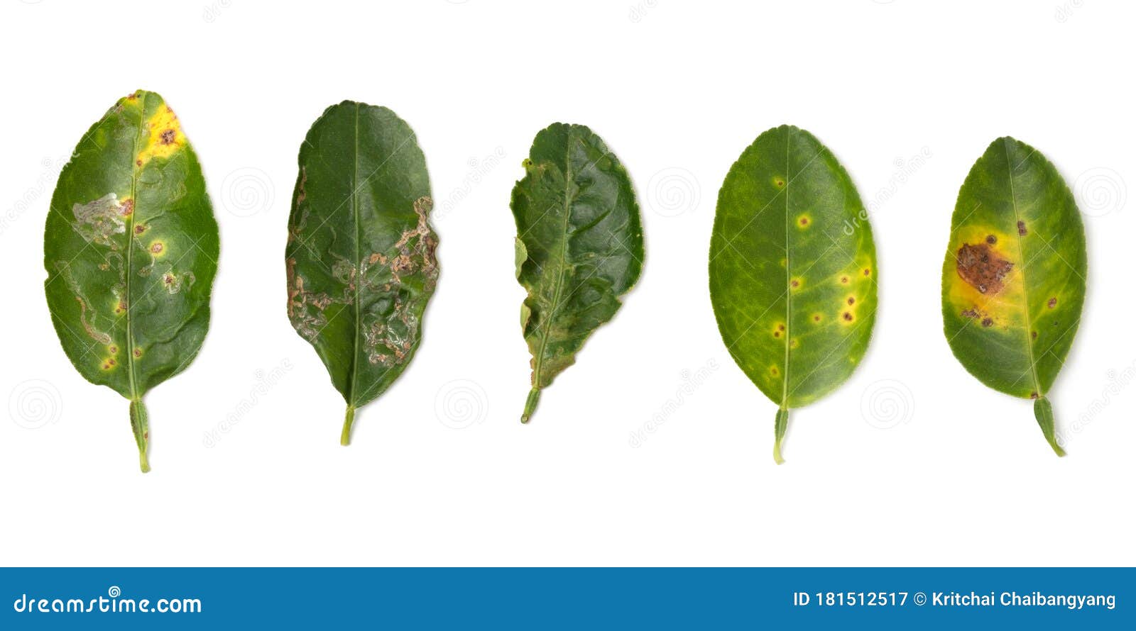 白背景下的植物病害 采叶机 柑橘溃疡病和蓟马的石灰叶损伤库存图片 图片包括有疾病 问题的 白背景下的植物病害 采叶机 柑橘溃疡病和蓟马的石灰叶损伤库存图片 图片包括有疾病 问题的