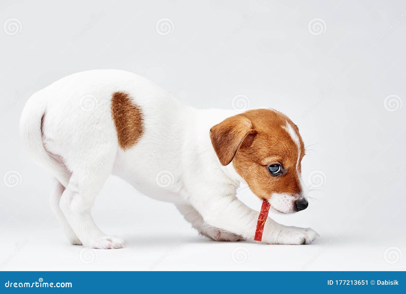 白背景下的jack Russel梗犬吃美味食物库存图片 图片包括有滑稽 国内 查出 空白 白背景下的jack Russel梗犬吃美味食物库存图片 图片包括有滑稽 国内 查出 空白