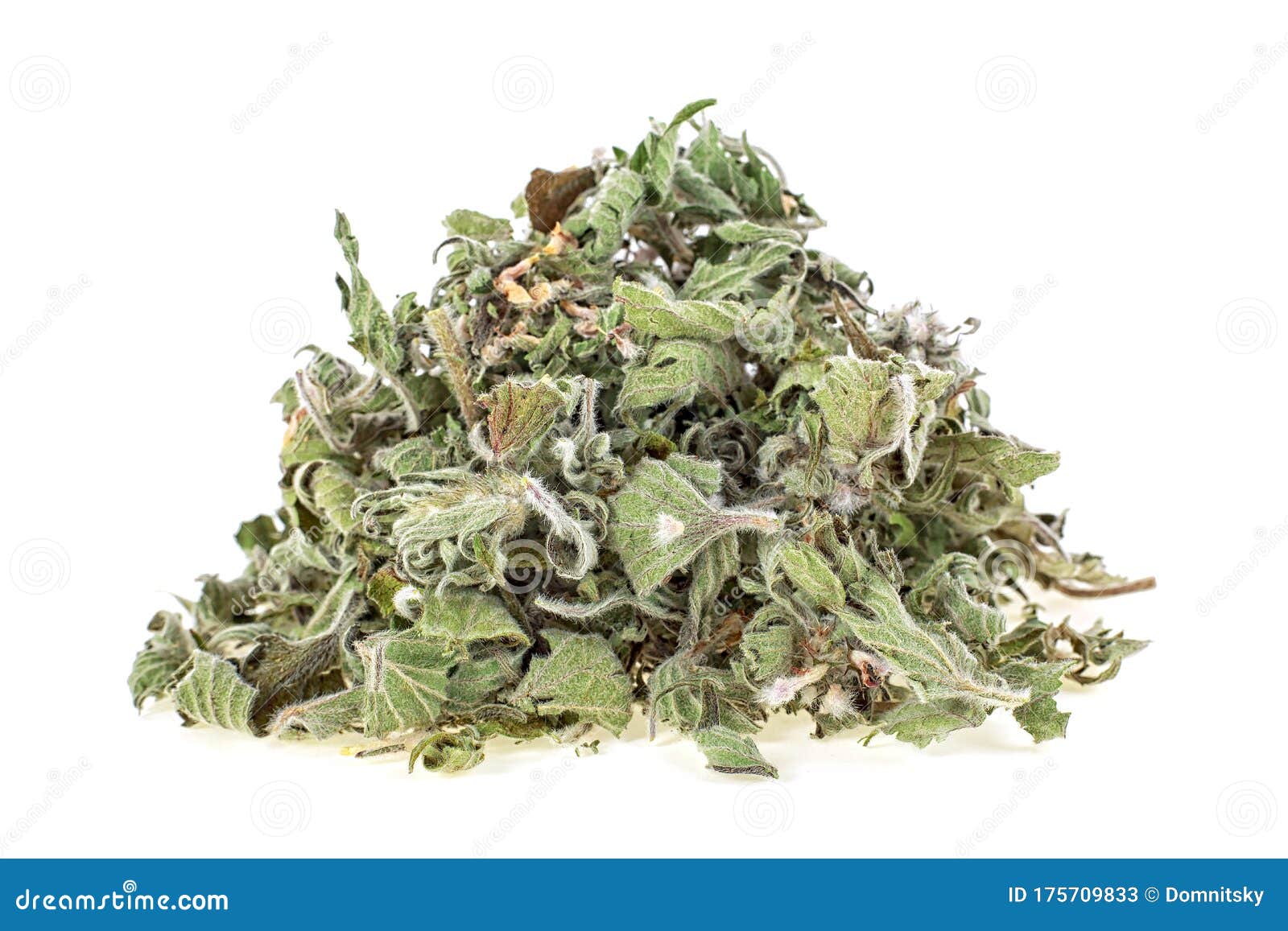白背景中的益母草干益母草库存图片 图片包括有灰浆 绿色 背包 东方 材料 事假 叶子 白背景中的益母草干益母草库存图片 图片包括有灰浆 绿色 背包 东方 材料 事假 叶子
