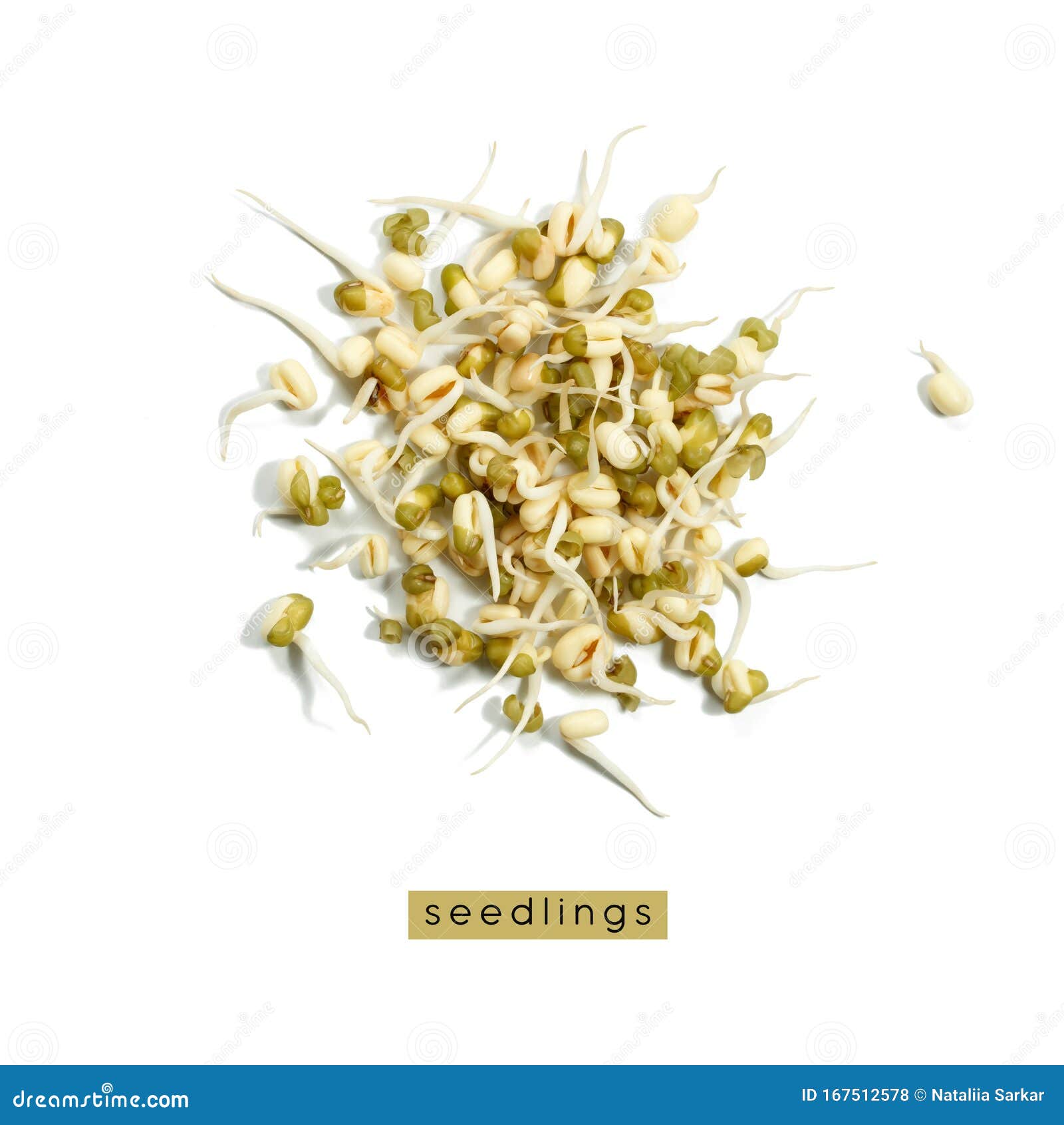 白背景中的绿豆芽素食与健康饮食库存照片 图片包括有扁豆 自然 谷物 种子 成份 查出 白背景中的绿豆芽素食与健康饮食库存照片 图片包括有扁豆 自然 谷物 种子 成份 查出