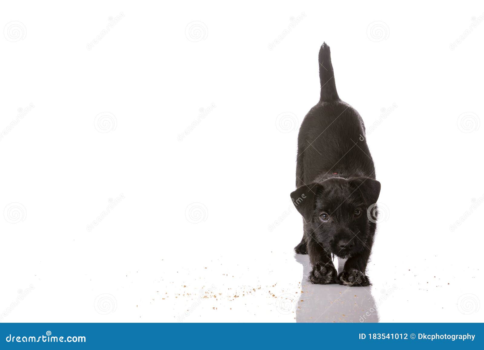 白背景中的黑色图案犬梗库存照片 图片包括有逗人喜爱 舒展 背包 空白 分散 投反对票 白背景中的黑色图案犬梗库存照片 图片包括有逗人喜爱 舒展 背包 空白 分散 投反对票