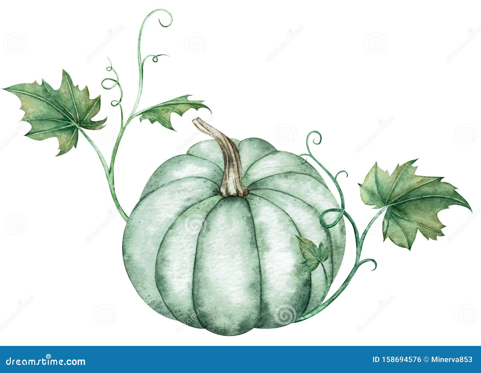白背景中绿叶蓝南瓜的水色插图秋节的象征库存例证 插画包括有点心 现有量 装饰 万圣节 看板卡 白背景中绿叶蓝南瓜的水色插图秋节的象征库存例证 插画包括有点心 现有量 装饰 万圣节 看板卡