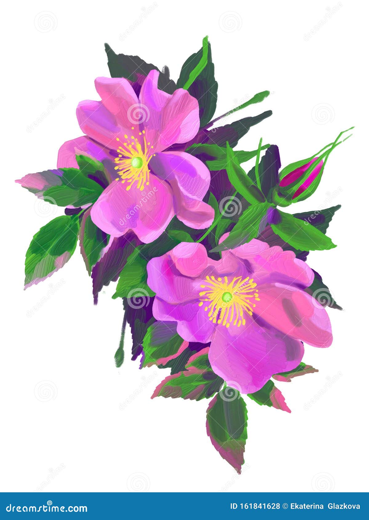 白背景油画中的狗蔷薇数字绘画库存例证 插画包括有通配 油漆 灌木 石油 装饰 查出 设计