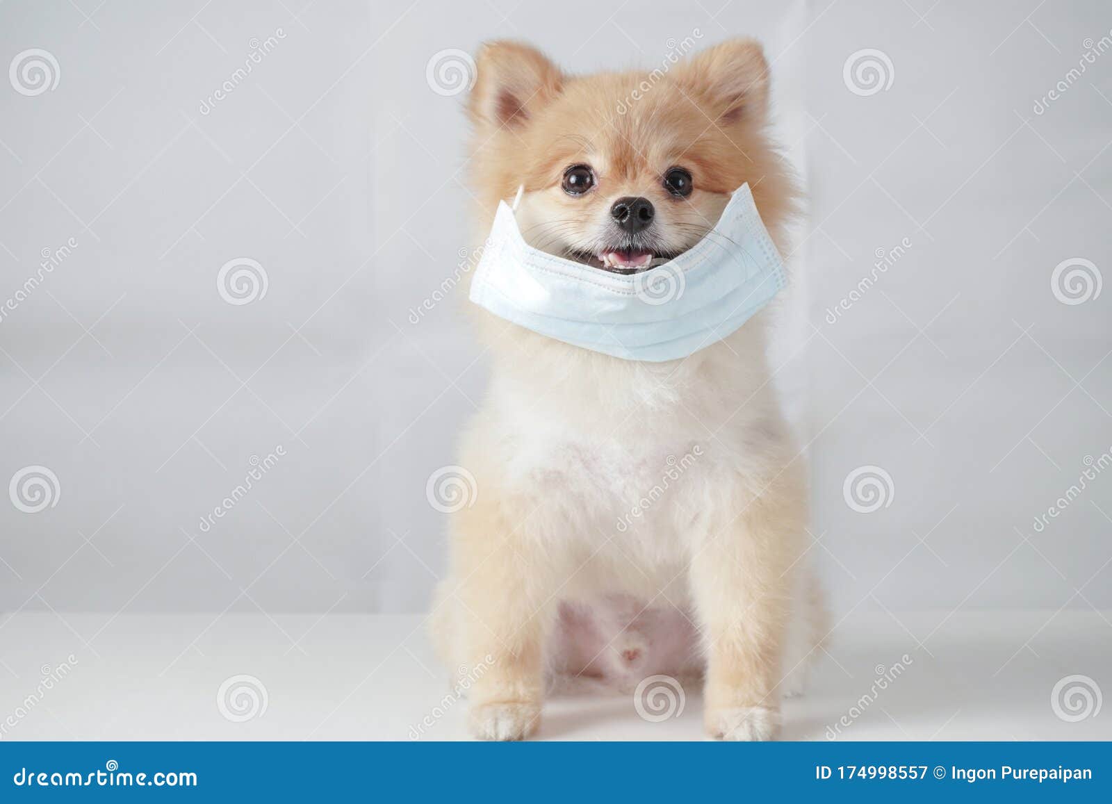 白背景白桌上的棕毛小狗或佩美拉尼亚犬库存图片 图片包括有白背景白桌上的棕毛小狗或佩美拉尼亚犬 白背景白桌上的棕毛小狗或佩美拉尼亚犬库存图片 图片包括有白背景白桌上的棕毛小狗或佩美拉尼亚犬