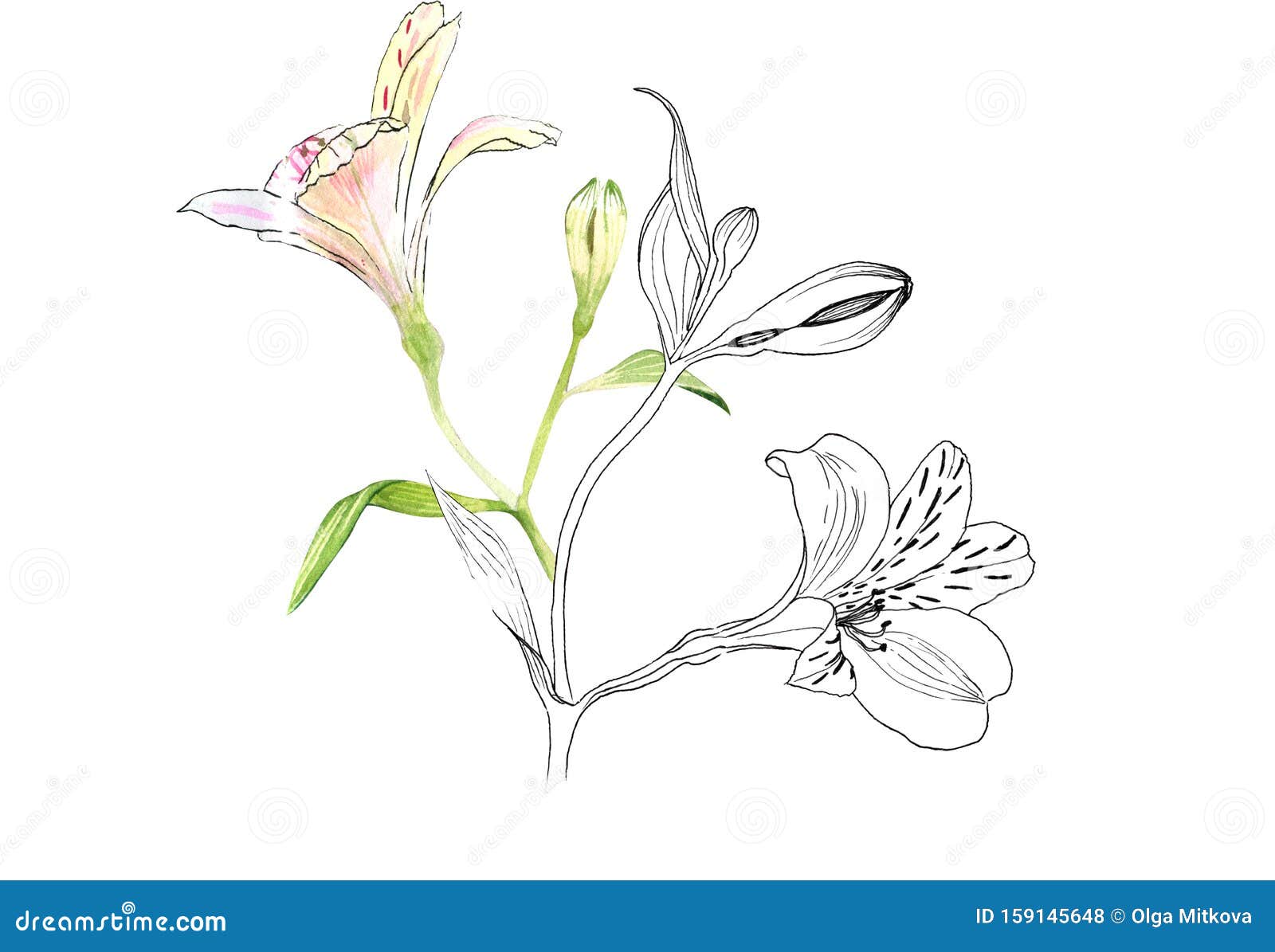 白背景的粉红花 手绘的真实植物 水彩 库存例证 插画包括有看板卡 本质 工厂 要素 花束