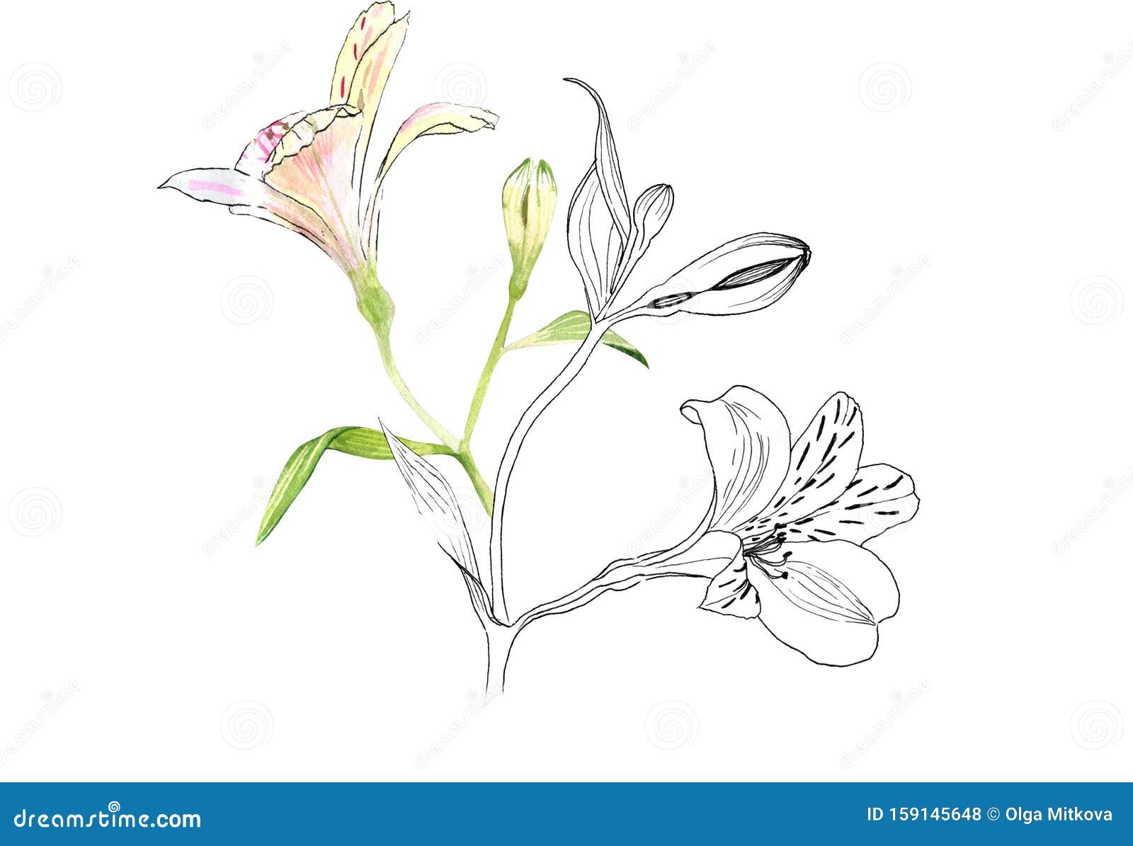 白背景的粉红花 手绘的真实植物 水彩 库存例证 插画包括有看板卡 本质 工厂 要素 花束 白背景的粉红花 手绘的真实植物 水彩 库存例证 插画包括有看板卡 本质 工厂 要素 花束