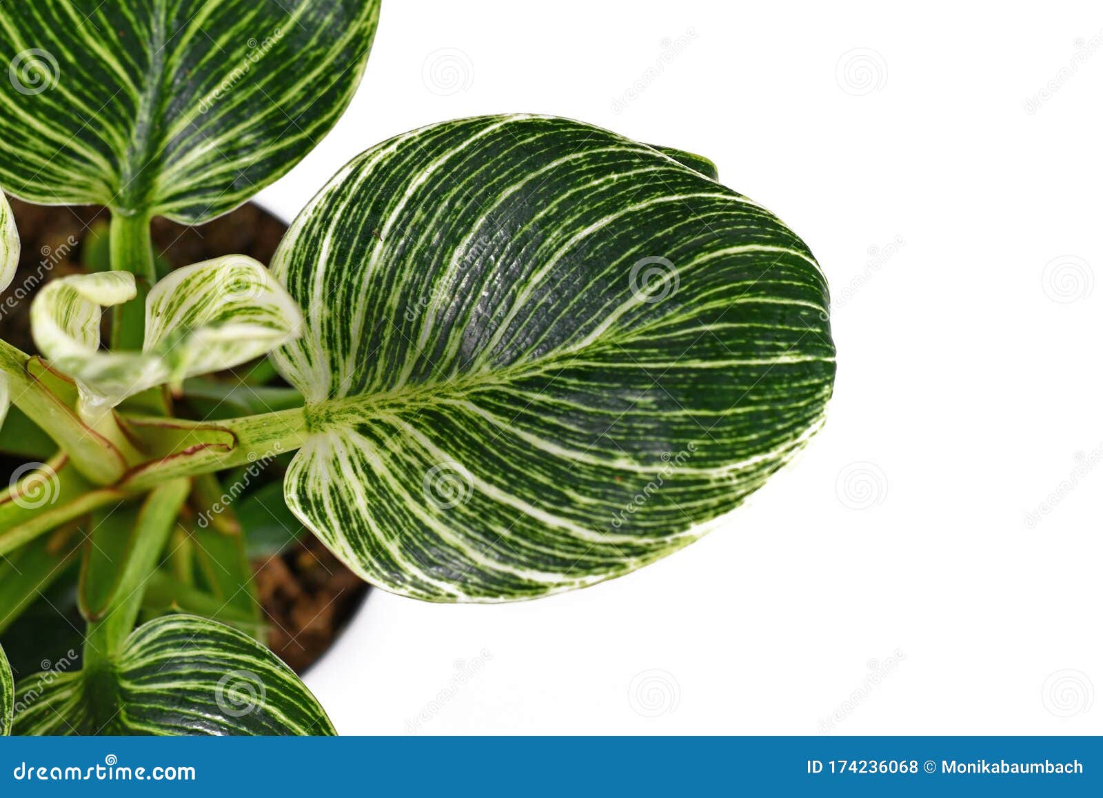 白背景绿叶白色条纹热带梭 Philodendron Birkin 植物叶的特写库存照片 图片包括有玻色子 顶层