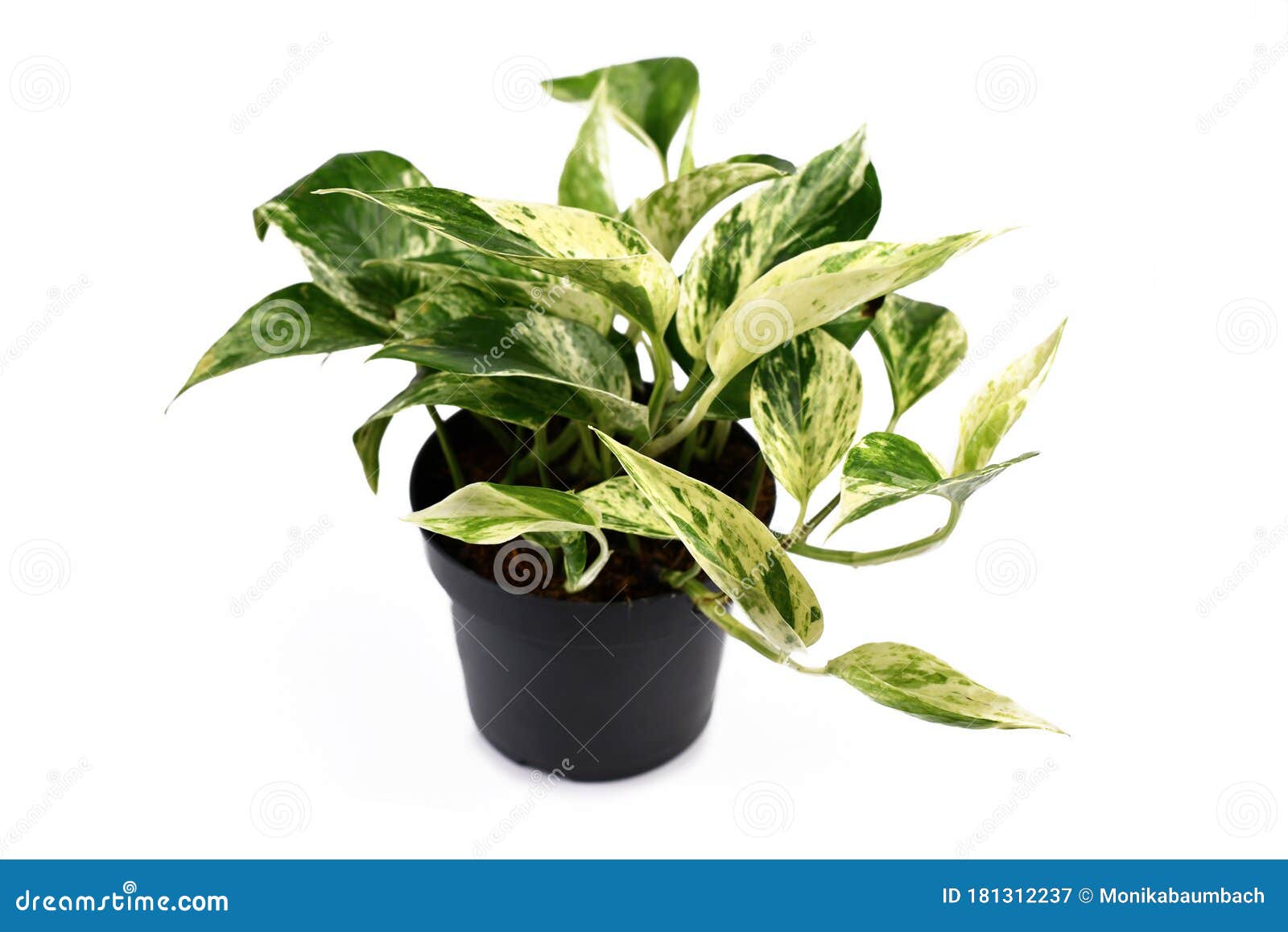 白背景花盆白色变异的热带底栖植物库存图片 图片包括有公用 重点 背包 爬行物 房子 金黄 白背景花盆白色变异的热带底栖植物库存图片 图片包括有公用 重点 背包 爬行物 房子 金黄