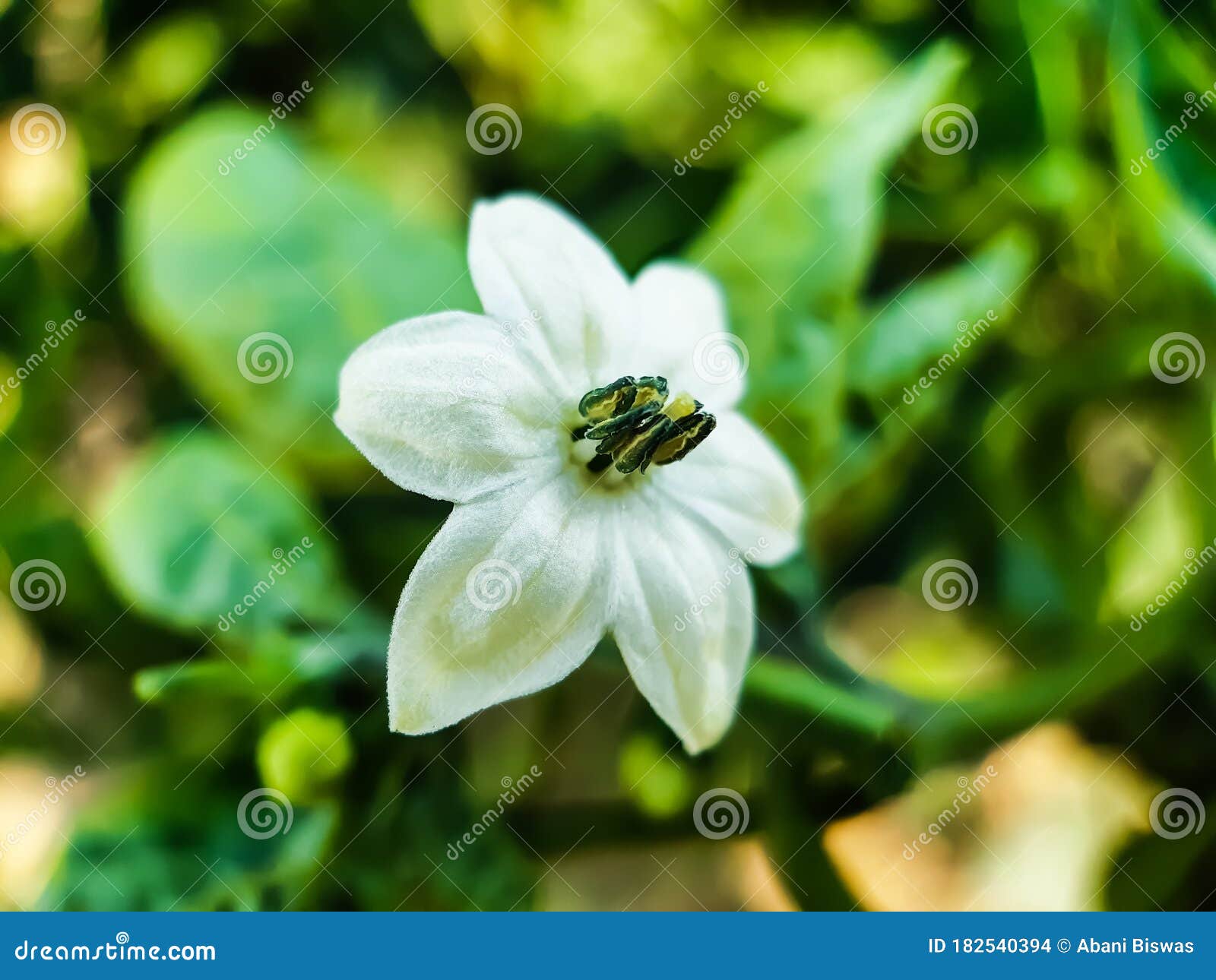 白胡椒的花挂在青椒树上 是种植地库存照片 图片包括有户外 植物群 庭院 胡椒 美味 灌木
