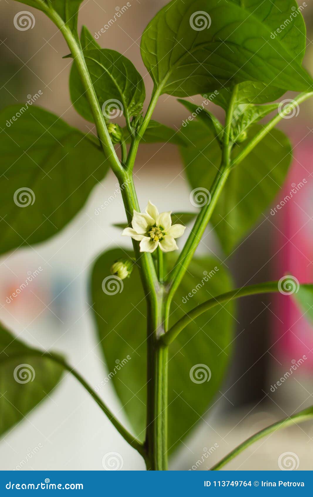 白胡椒花库存照片 图片包括有