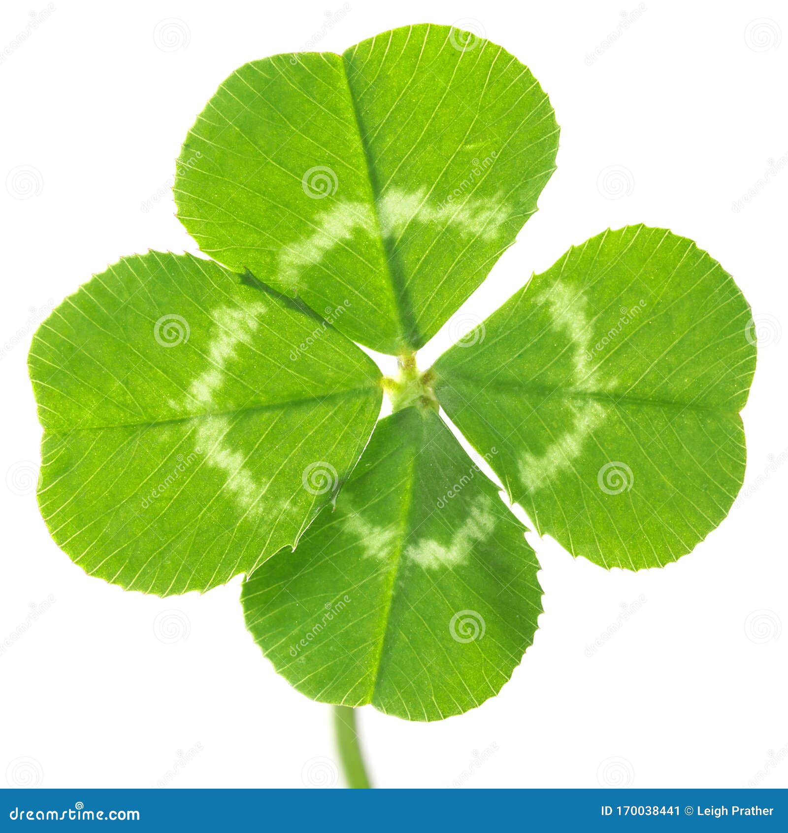 白色上分离的幸运四叶草库存图片 图片包括有保险开关 祝福 帕特里克 三叶草 叶子 幸运 白色上分离的幸运四叶草库存图片 图片包括有保险开关 祝福 帕特里克 三叶草 叶子 幸运