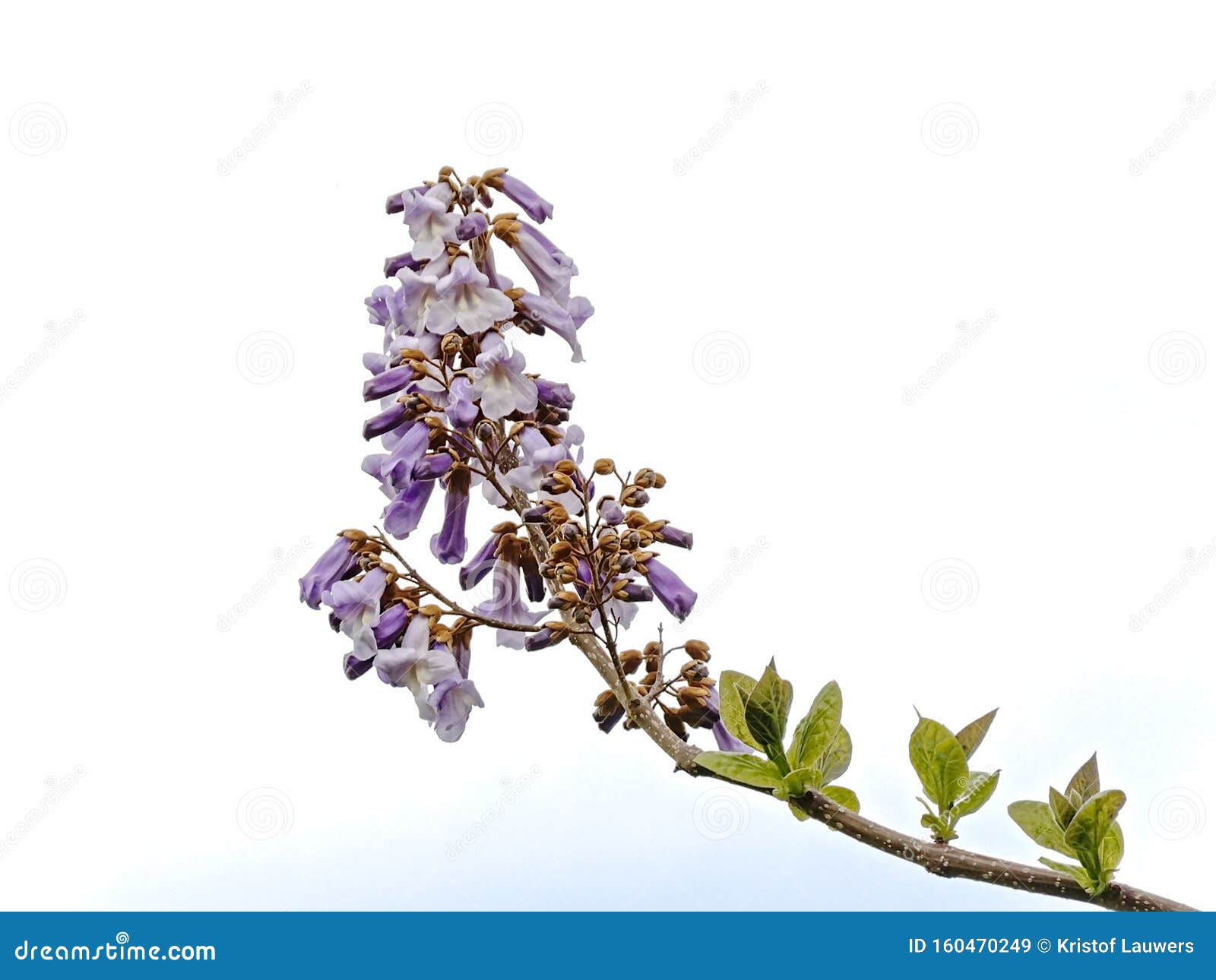 白色分离紫丁香花绿春叶皇后树枝库存图片 图片包括有 白色分离紫丁香花绿春叶皇后树枝库存图片 图片包括有