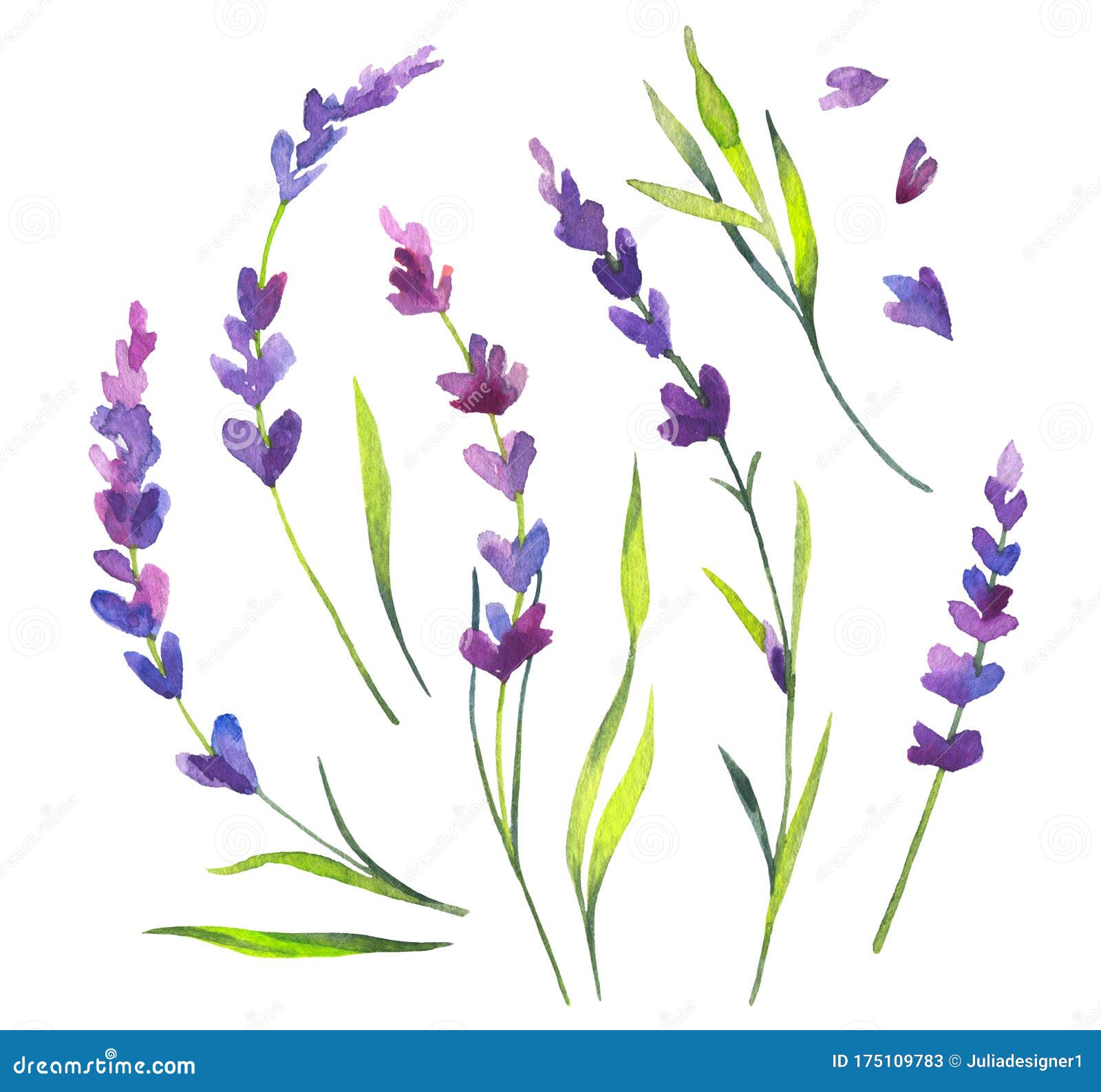 白色分色淡紫色花叶水彩手绘剪贴画收藏库存例证 插画包括有普罗旺斯 查出 紫色 香水 油漆 白色分色淡紫色花叶水彩手绘剪贴画收藏库存例证 插画包括有普罗旺斯 查出 紫色 香水 油漆