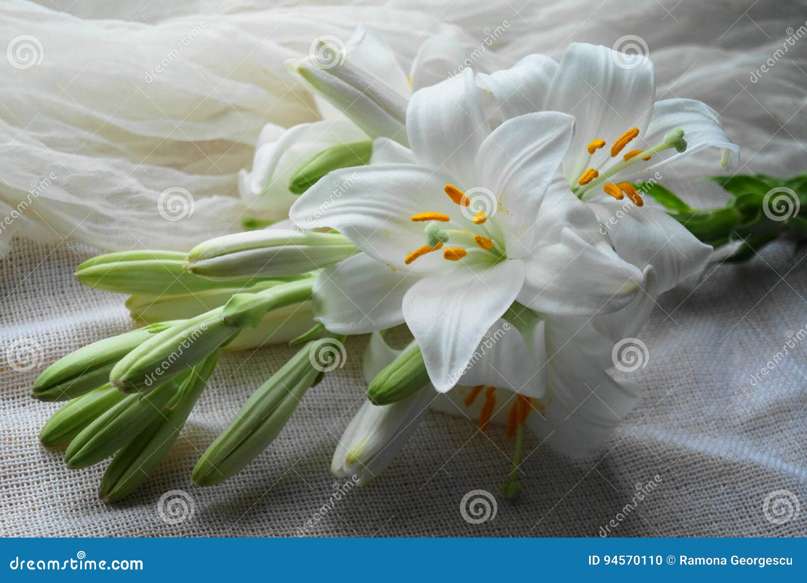 白色圣母百合花 库存照片 图片包括有装饰 气味 皇家 豪华 雌蕊 完美 脆弱 本质