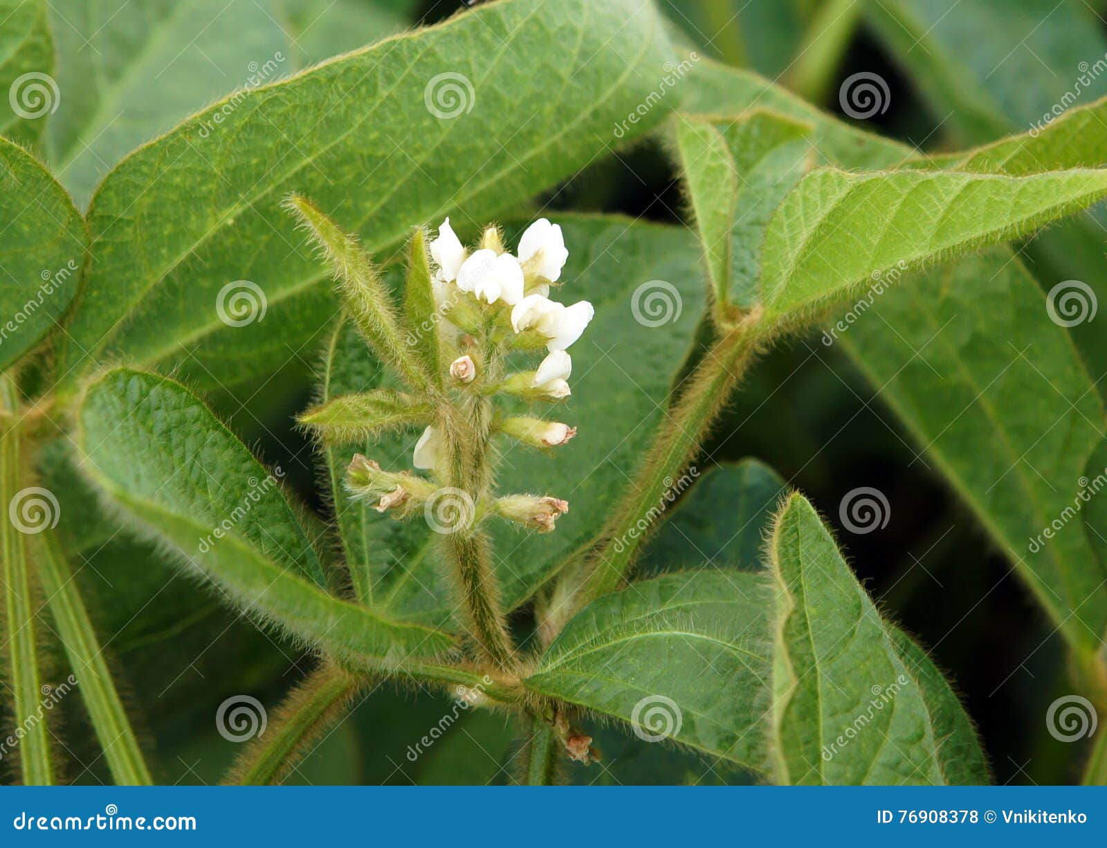 白色大豆植物花库存照片 图片包括有 白色大豆植物花库存照片 图片包括有