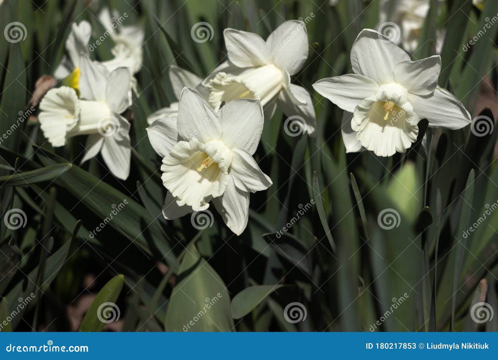 白色小号开花的白水仙花背景下 花园里长着白春花水仙库存图片 图片包括有玻色子 本质 增长