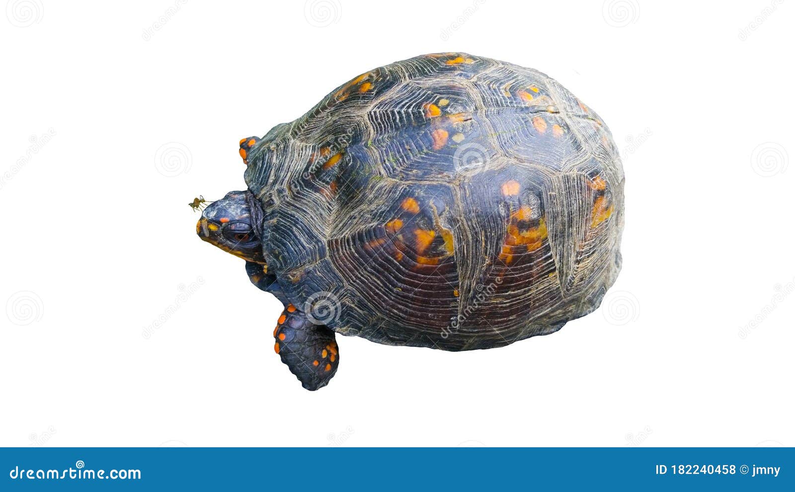白色或透明背景中头部蚊子的东方箱龟库存照片. 图片包括有东部, 室外