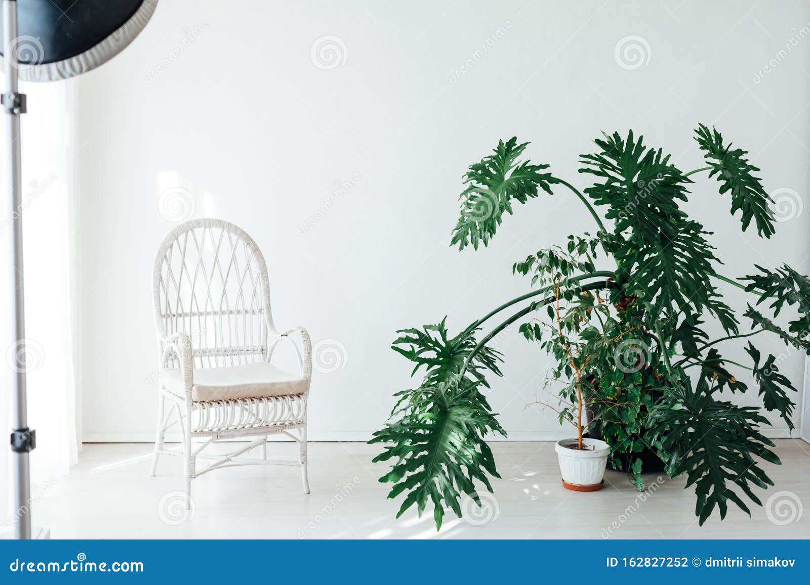 白色摄影棚内的绿色家居植物库存照片 图片包括有照片 内部 照相机 办公室 楼层 显示 白色摄影棚内的绿色家居植物库存照片 图片包括有照片 内部 照相机 办公室 楼层 显示